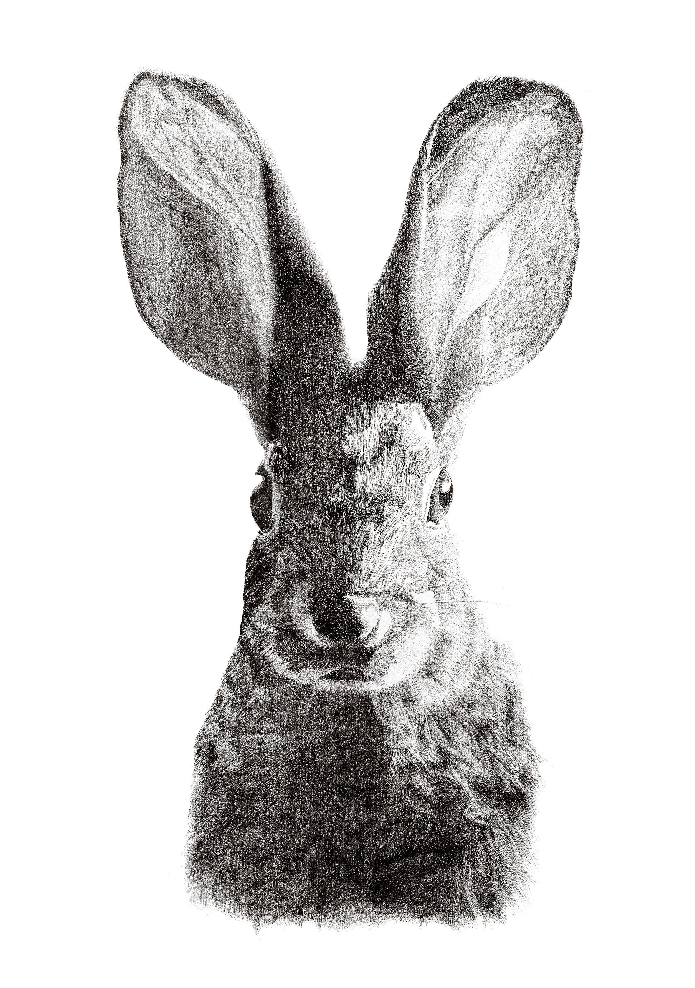 Hare Print