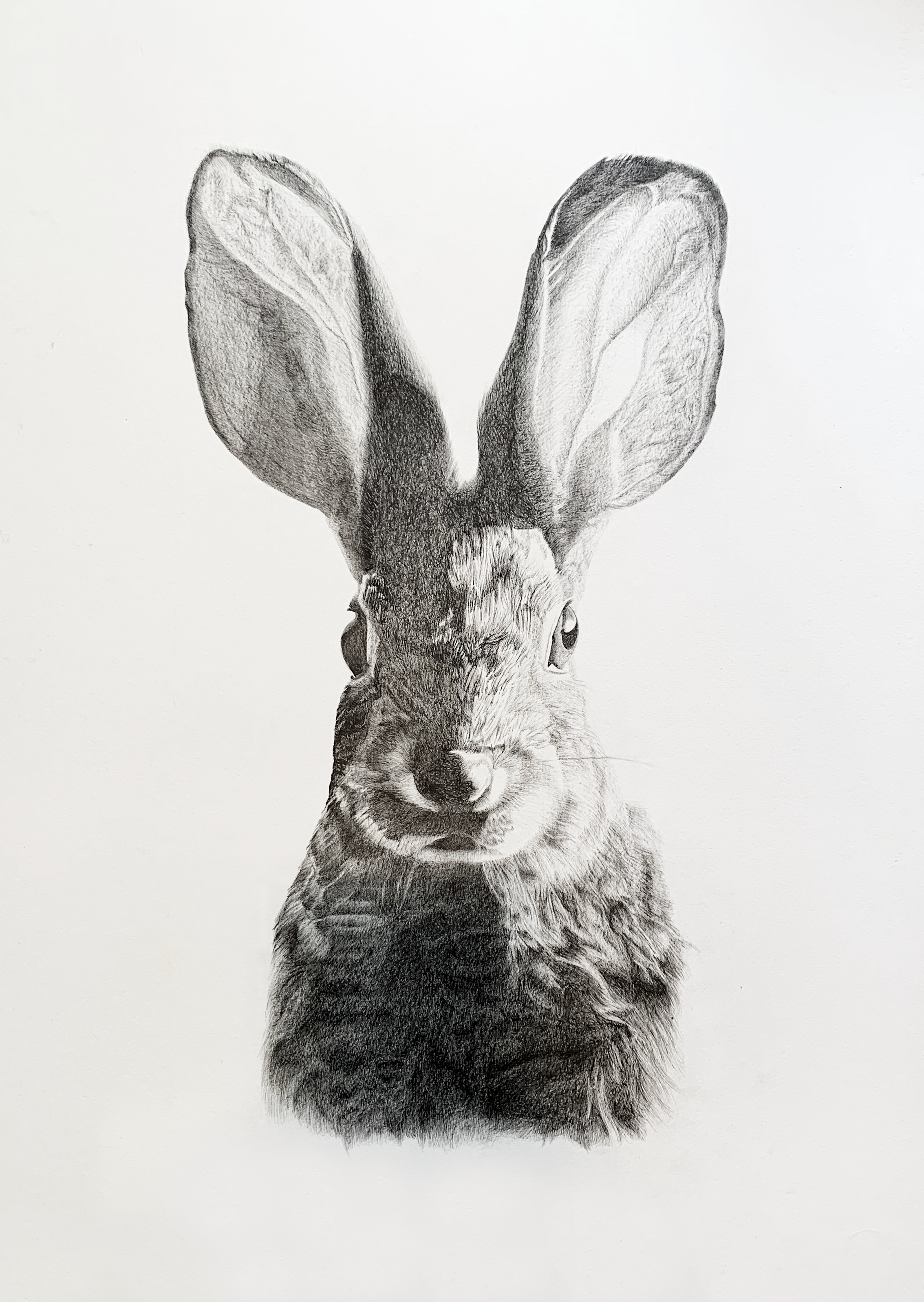 Hare: Original Drawing