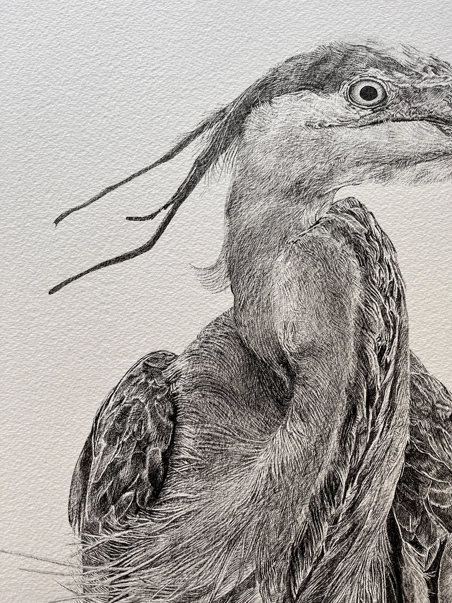 JS_heron_detail_02.jpg