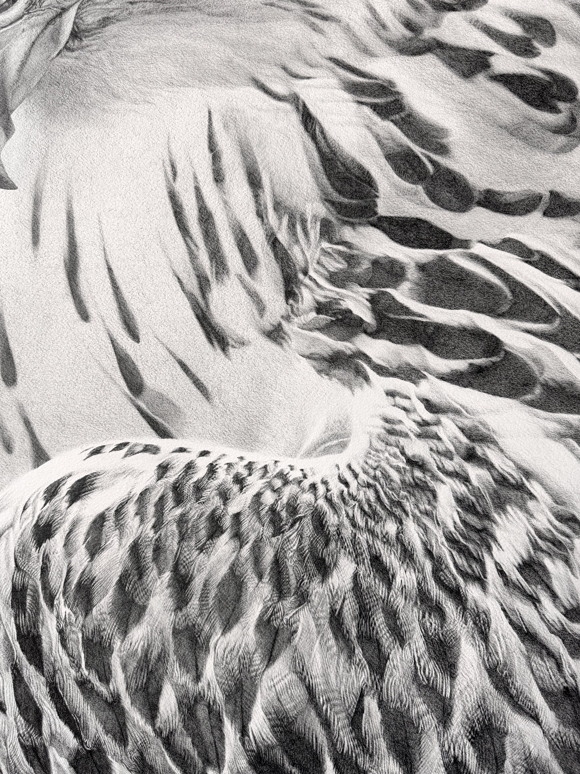 falcon_julia_curran_detail_03.jpg
