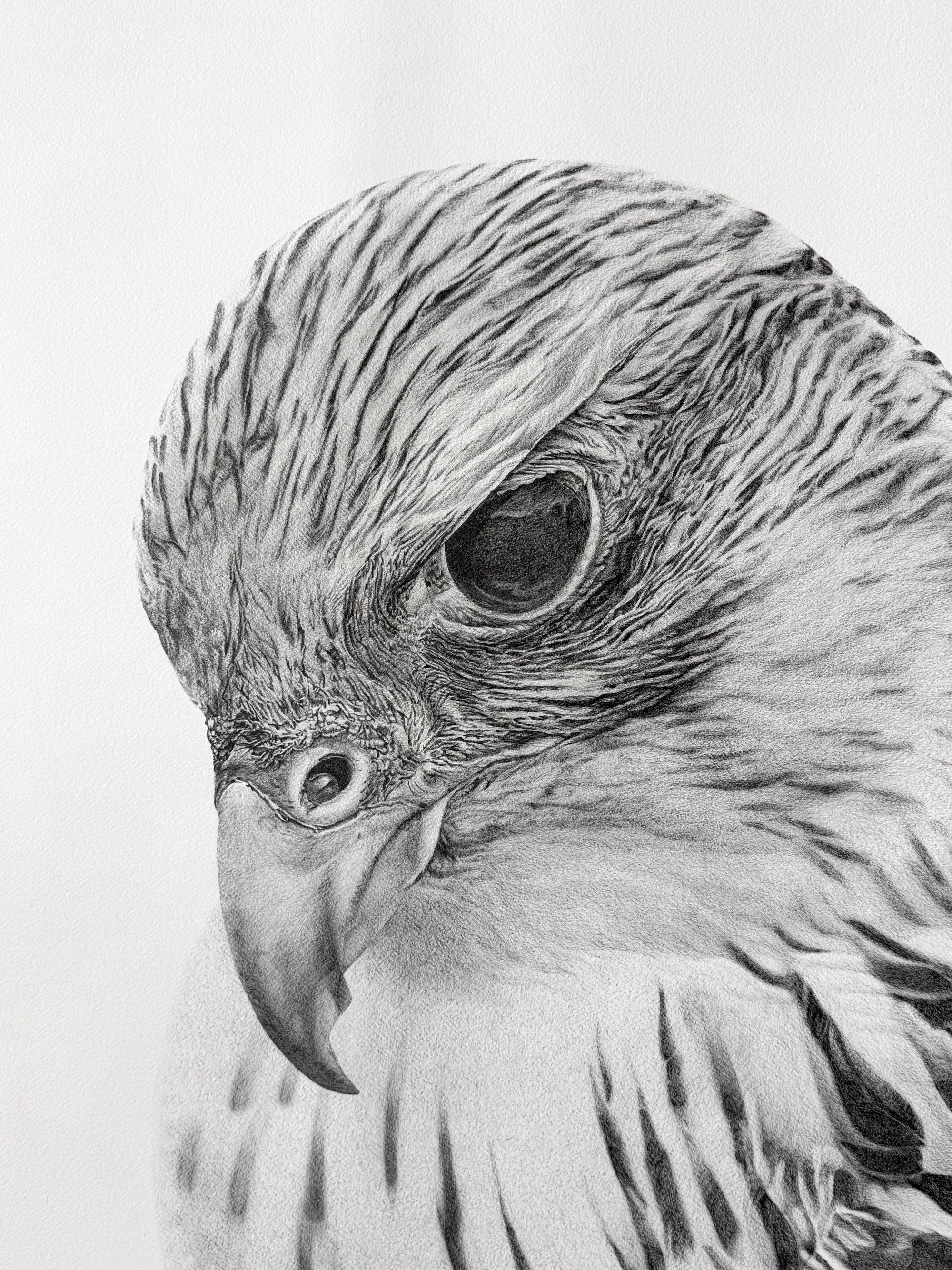 falcon_julia_curran_detail_01.jpg