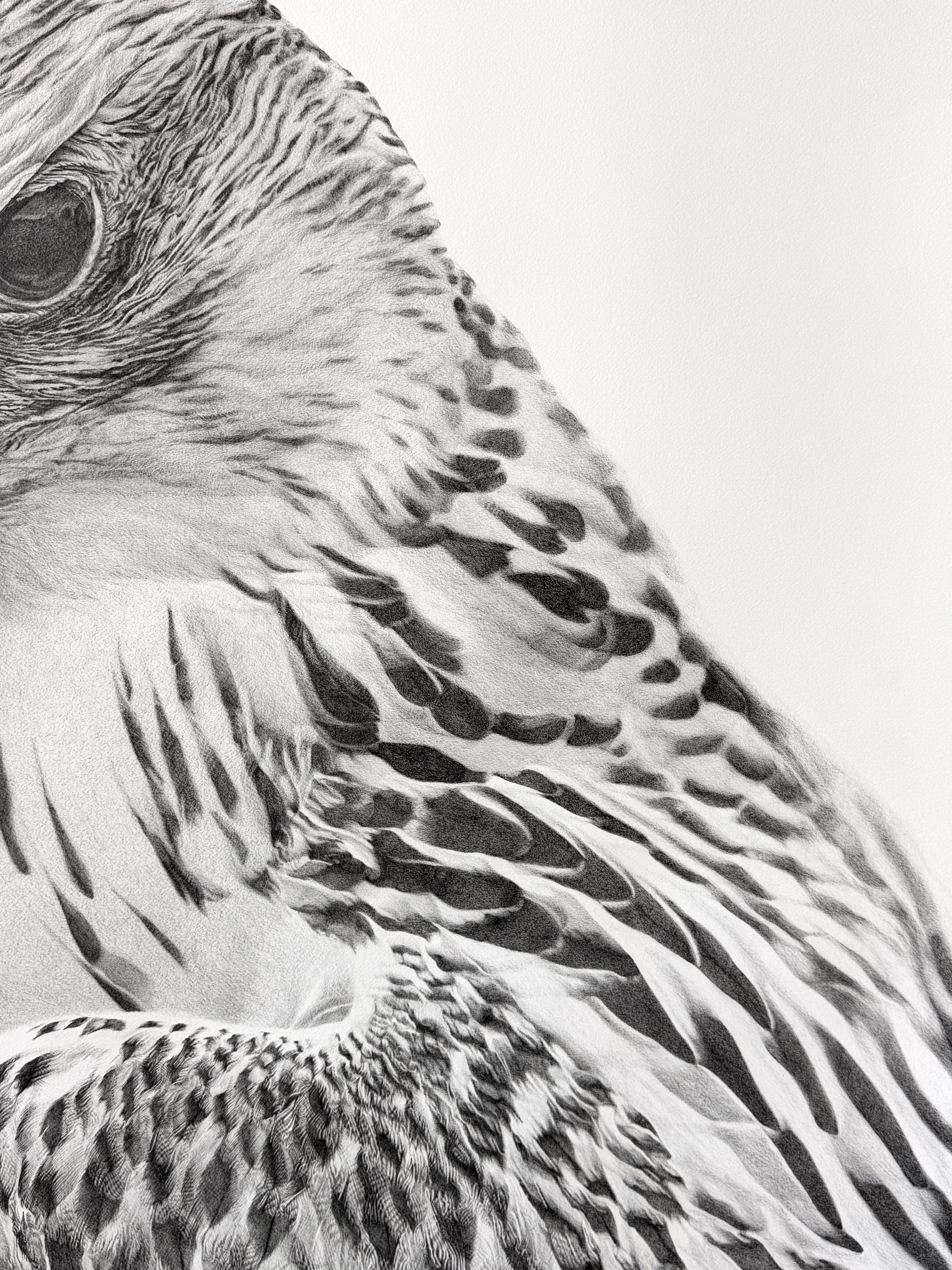 falcon_julia_curran_detail_00.jpg