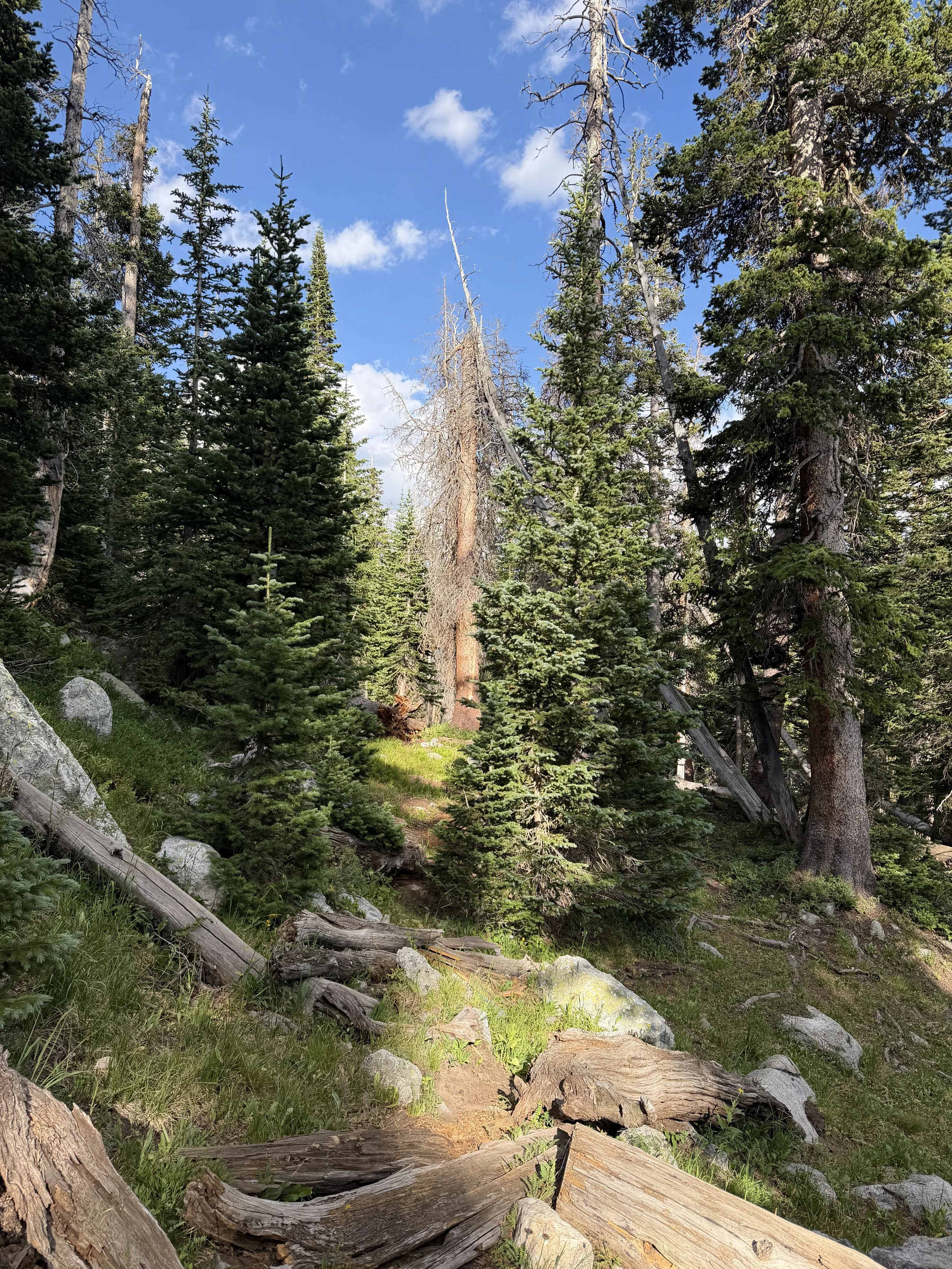 denver colorado therapist somatic therapy golden boulder fort collins longmont westminster