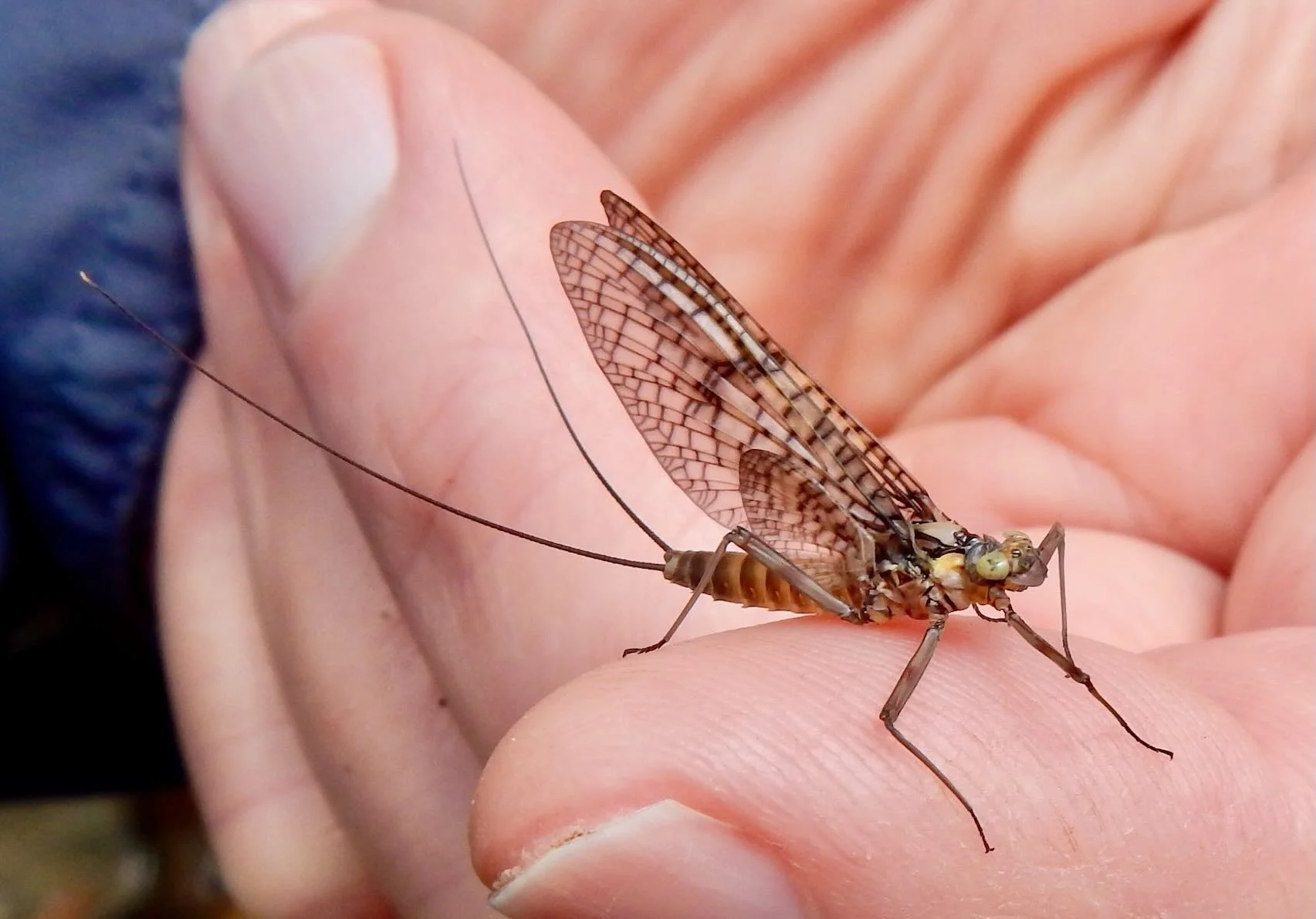 Fly Tying Class for School Students