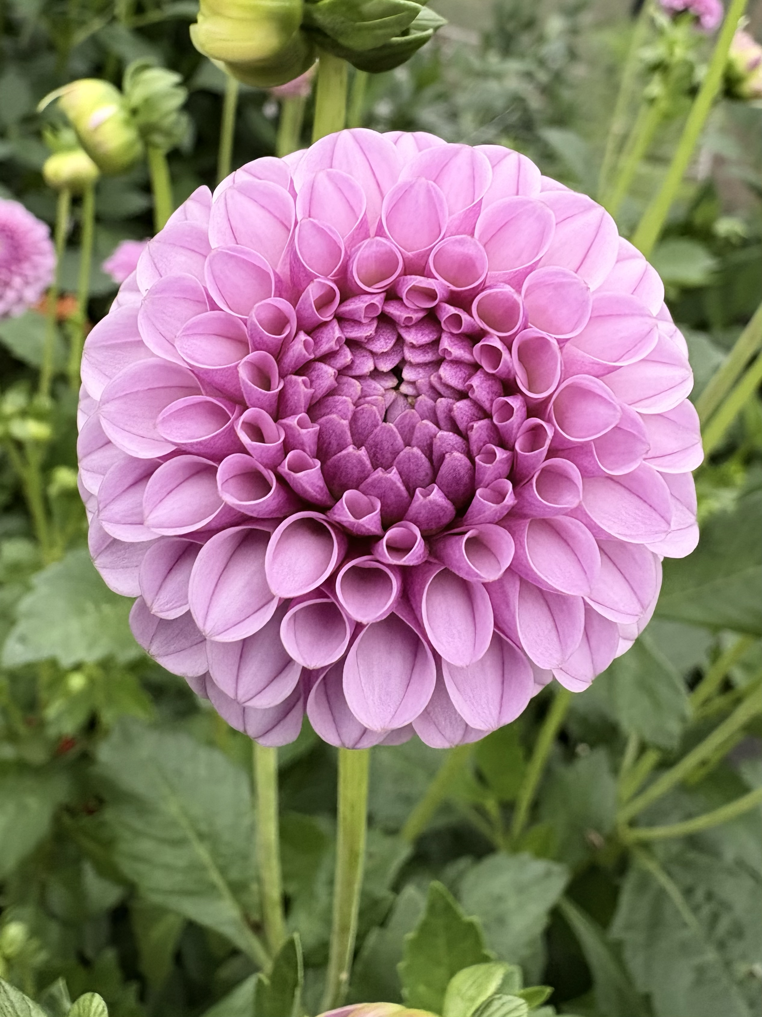 Dahlia Tuber- Frank Holmes