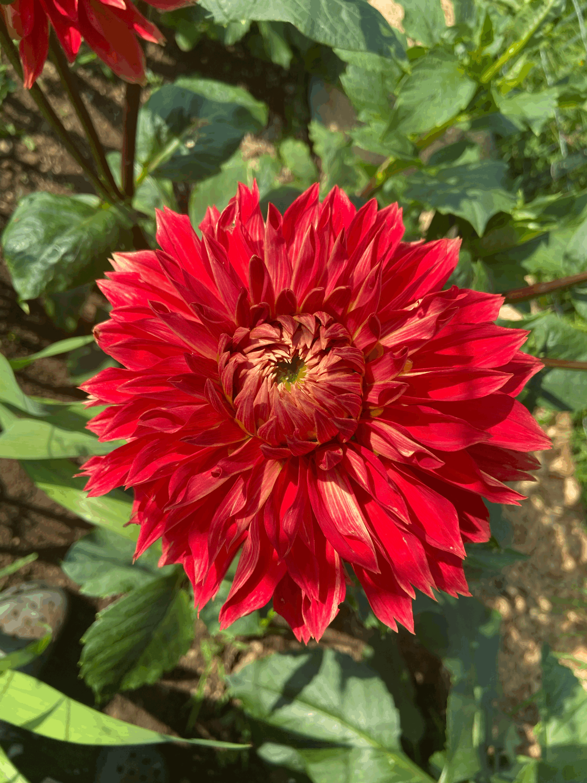 Dahlia Tuber- Bodacious