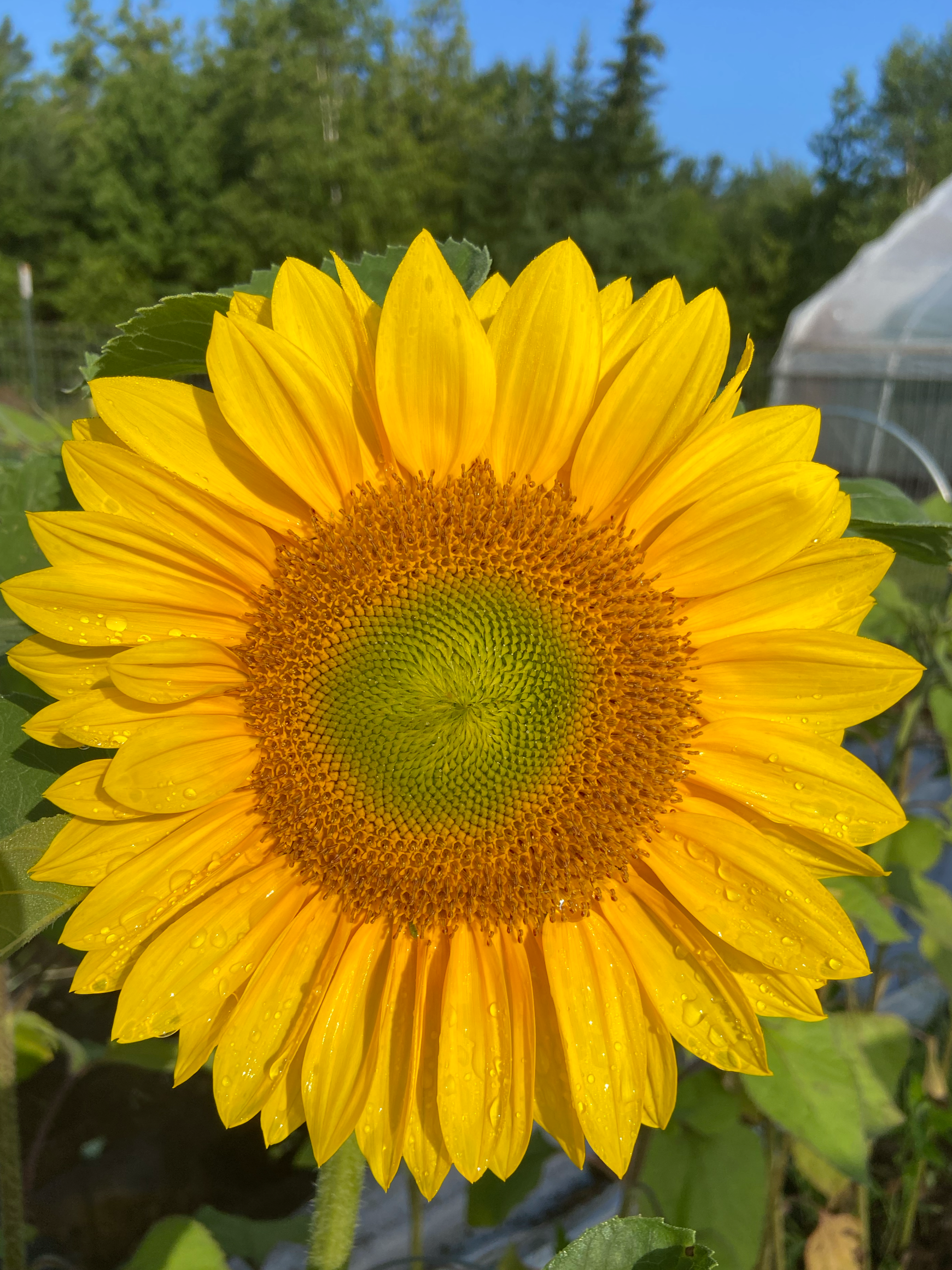 Sunflowers! June-September