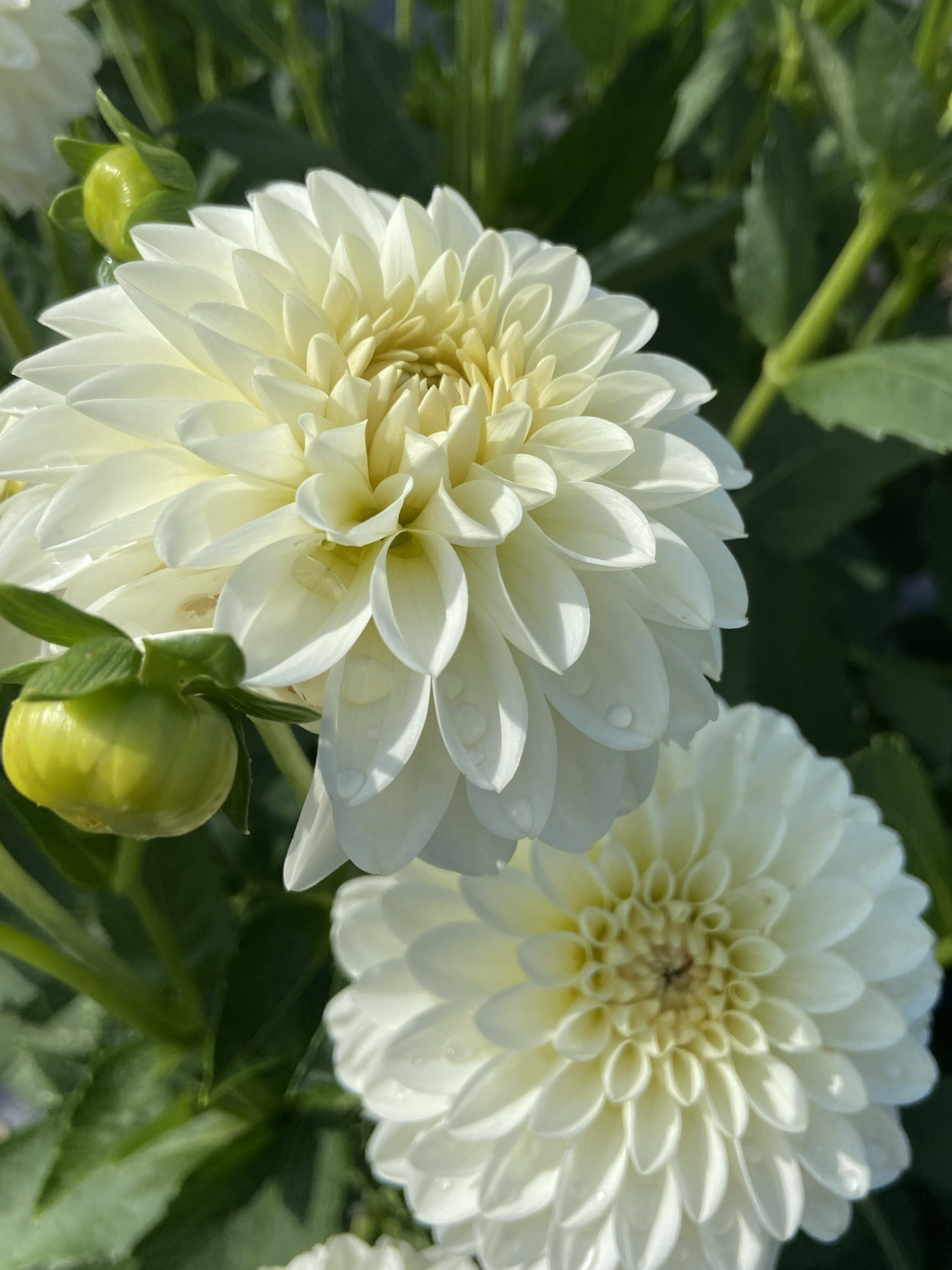 Dahlia-Snowcap