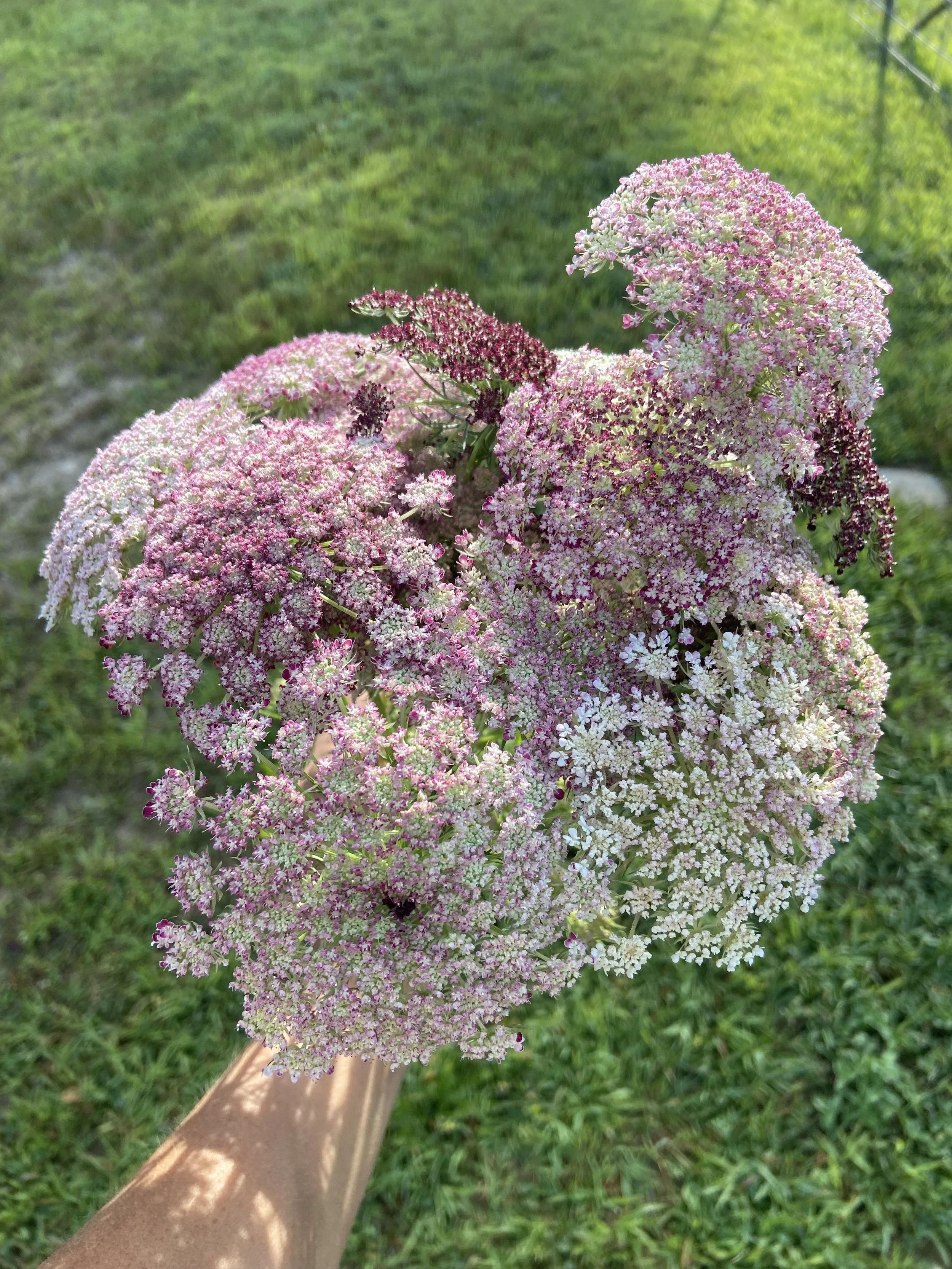 IMG_8011.jpeg