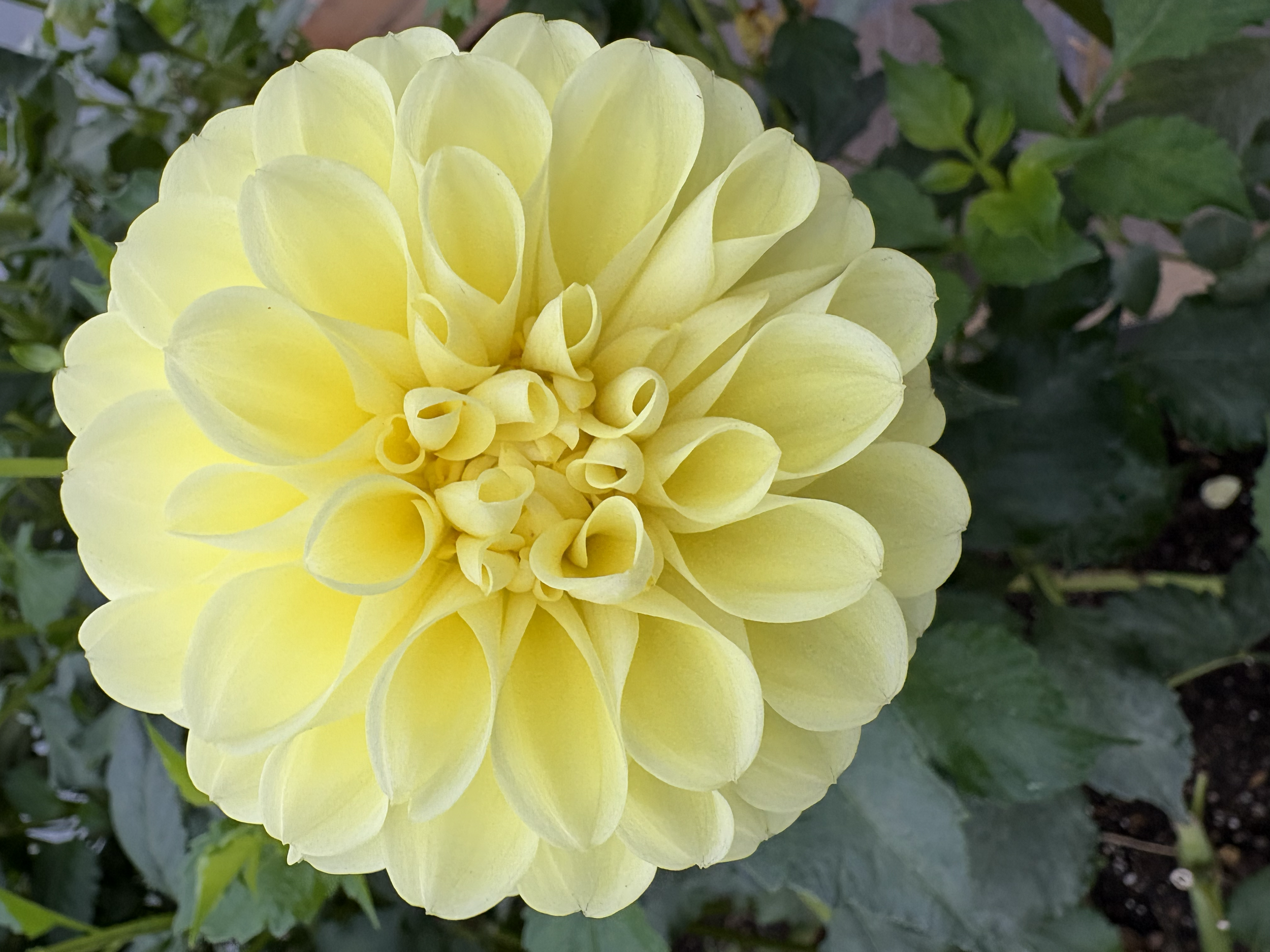Dahlia Tuber- Nettie