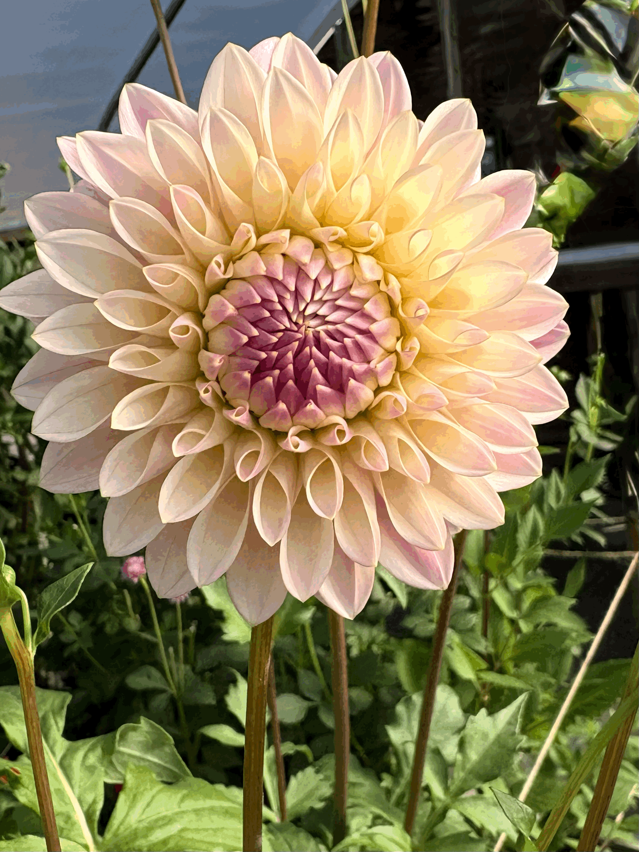 Dahlia Tuber-Coralie