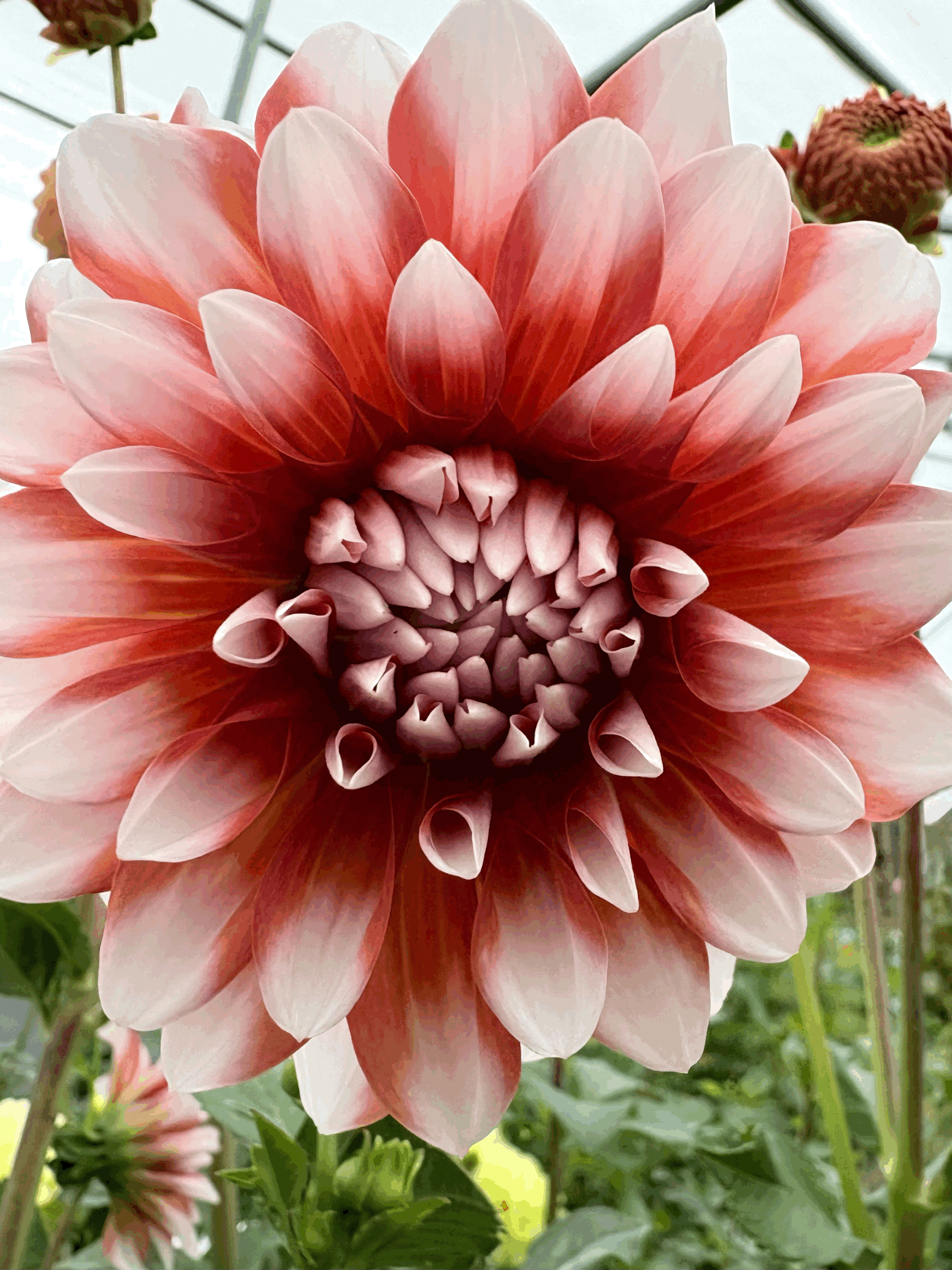 Dahlia Tuber- A la Mode