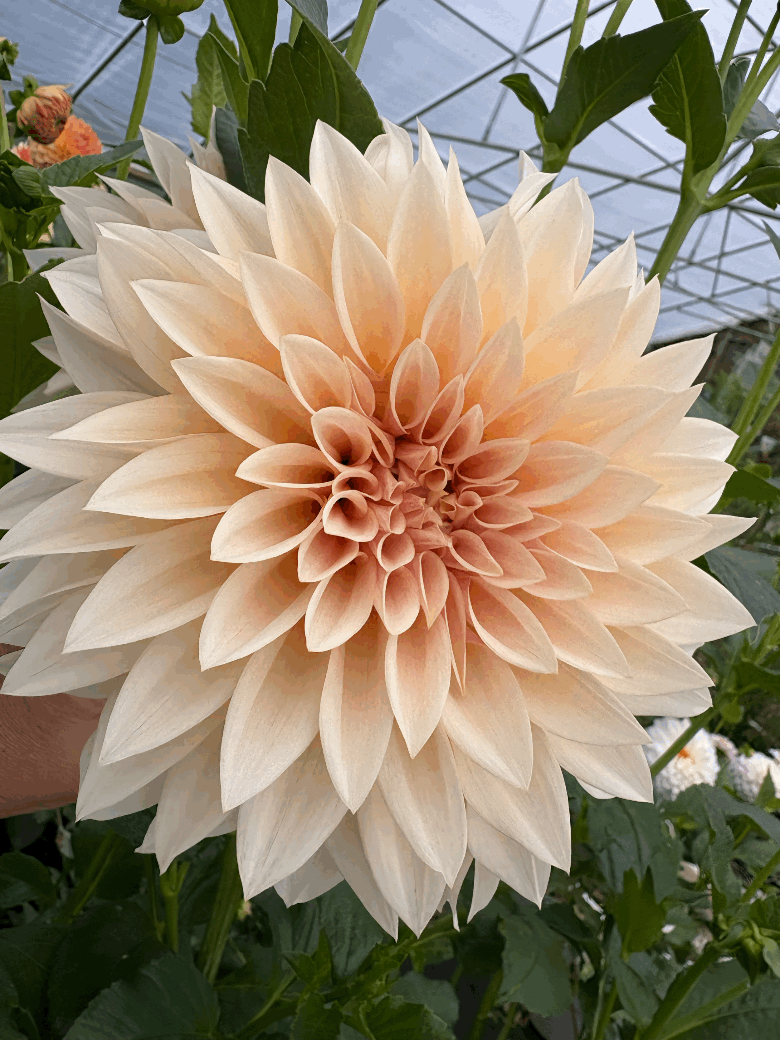 Dahlia Tuber- Jolene