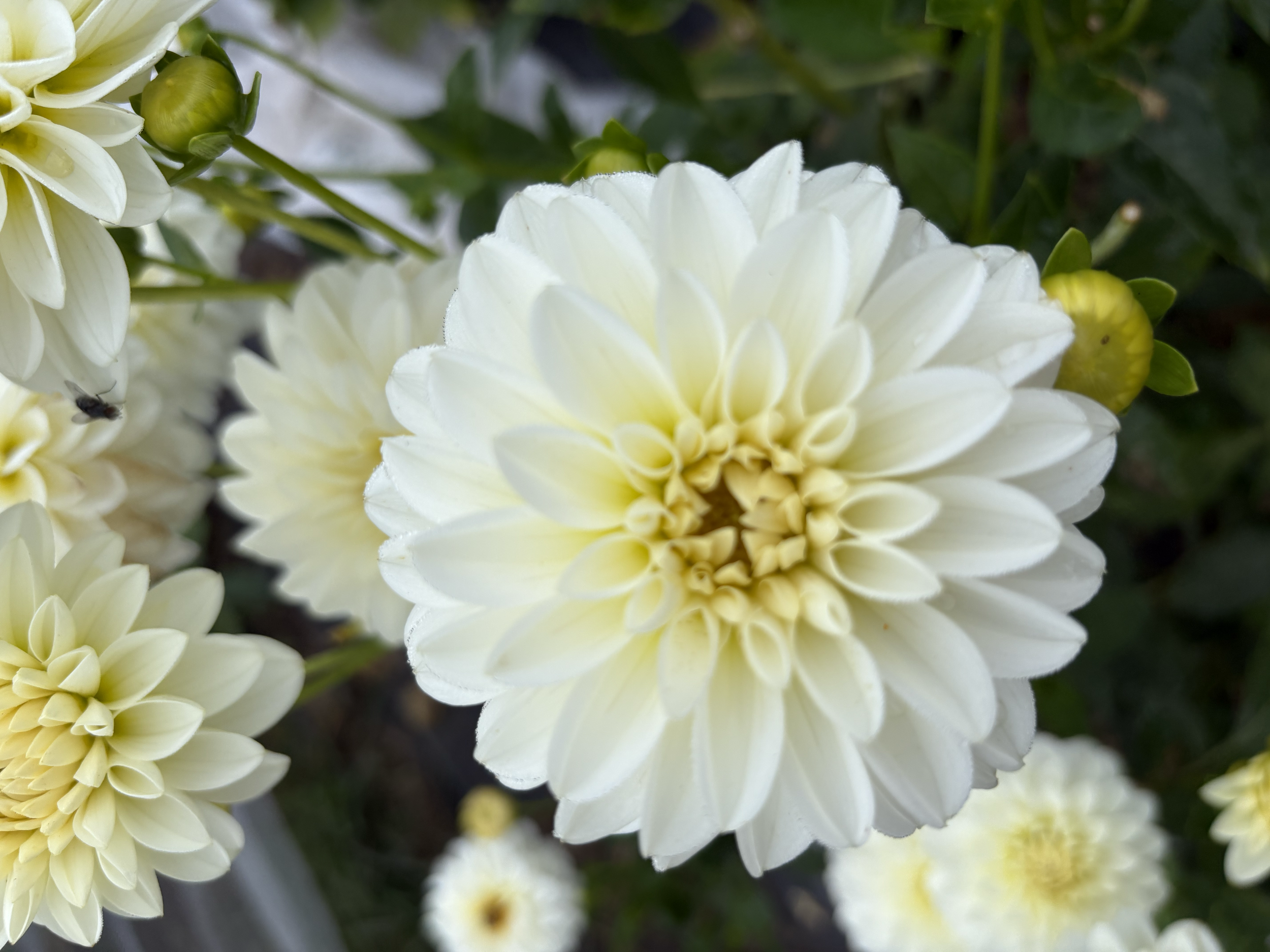 Dahlia Tuber- Blizzard