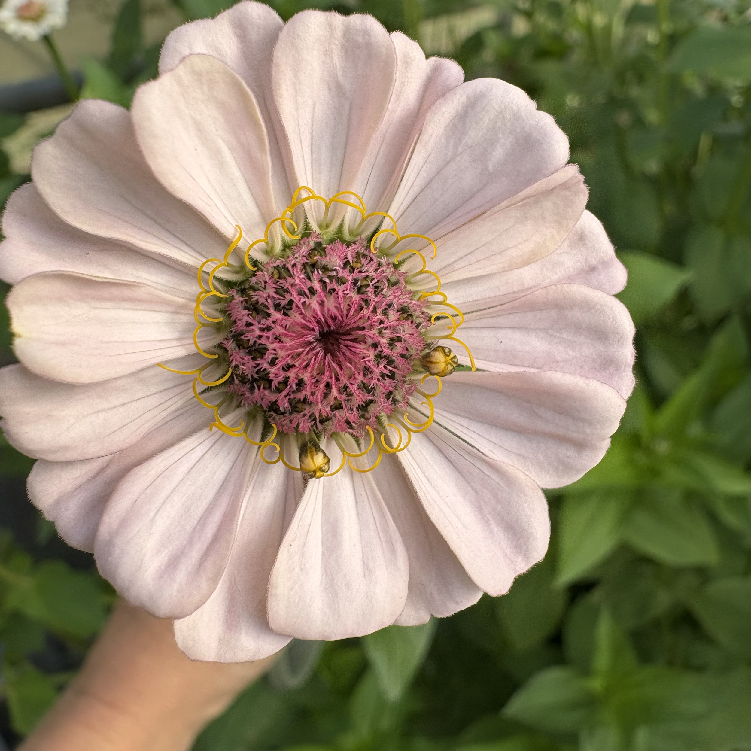 Zinnia-Blush