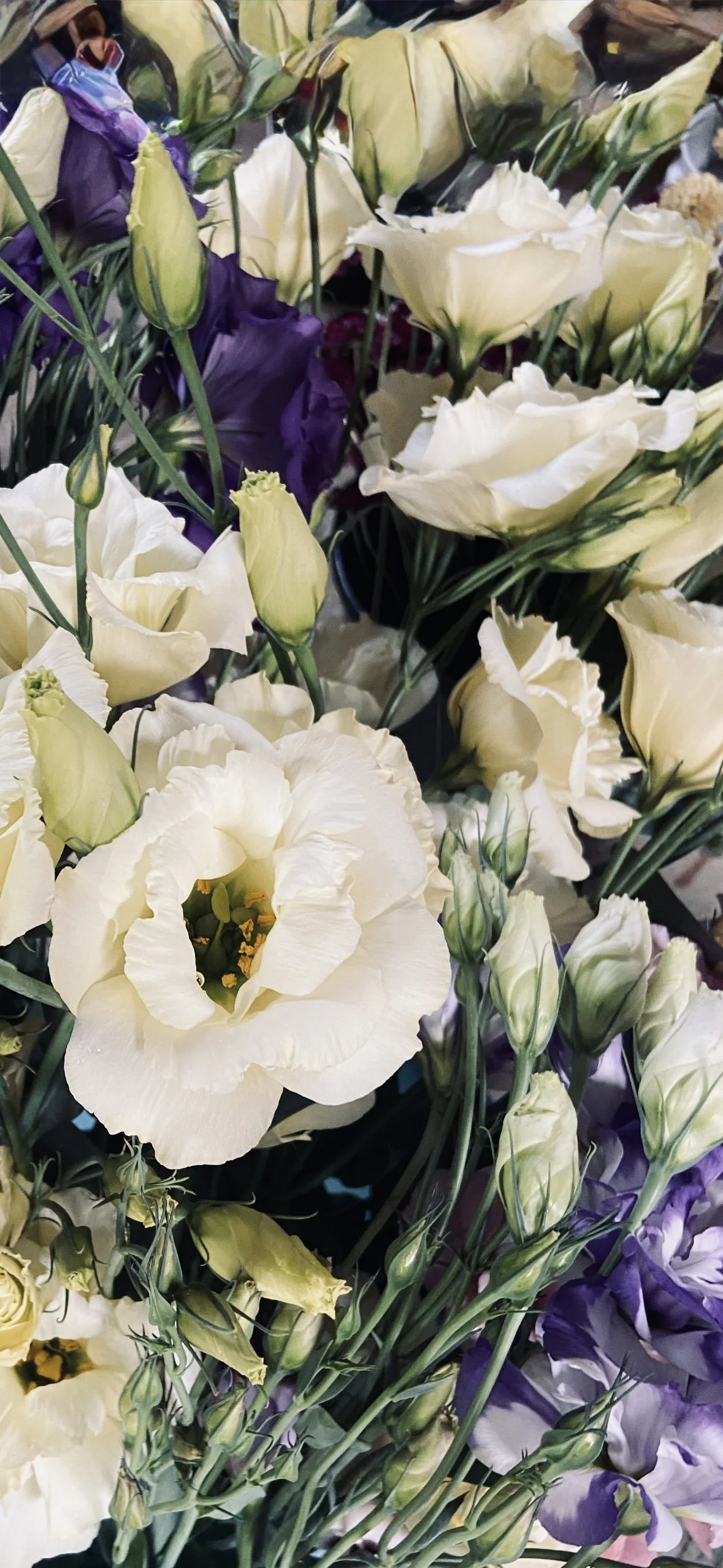 Lisianthus- ABC yellow