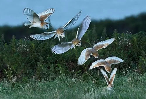 Spirit Wants to Know You’ve Got Skin in the Game