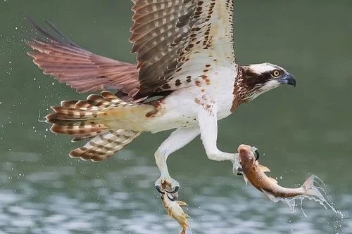 Don’t Forclose on Your Own Future