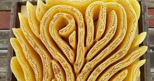 Talking to my (Mom’s) Bees