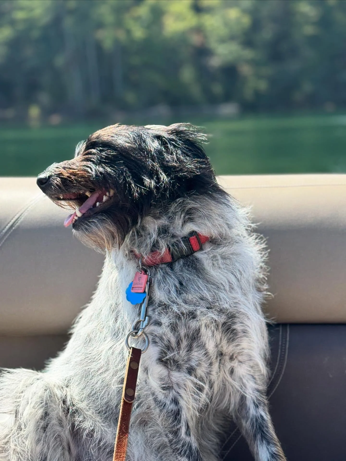 Lucy agrees that WNC lakes are the best! Cool mountain lake swims always lift my spirits.💕#wncmountains