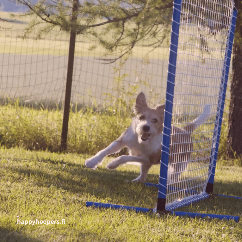 Hoopers Agility: Tips, Challenges, and Why It’s the Perfect Sport for Your Dog