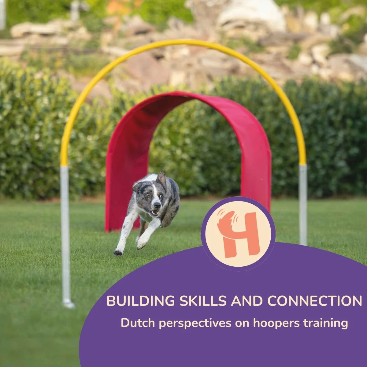 Building skills and connection: Dutch perspectives on hoopers training