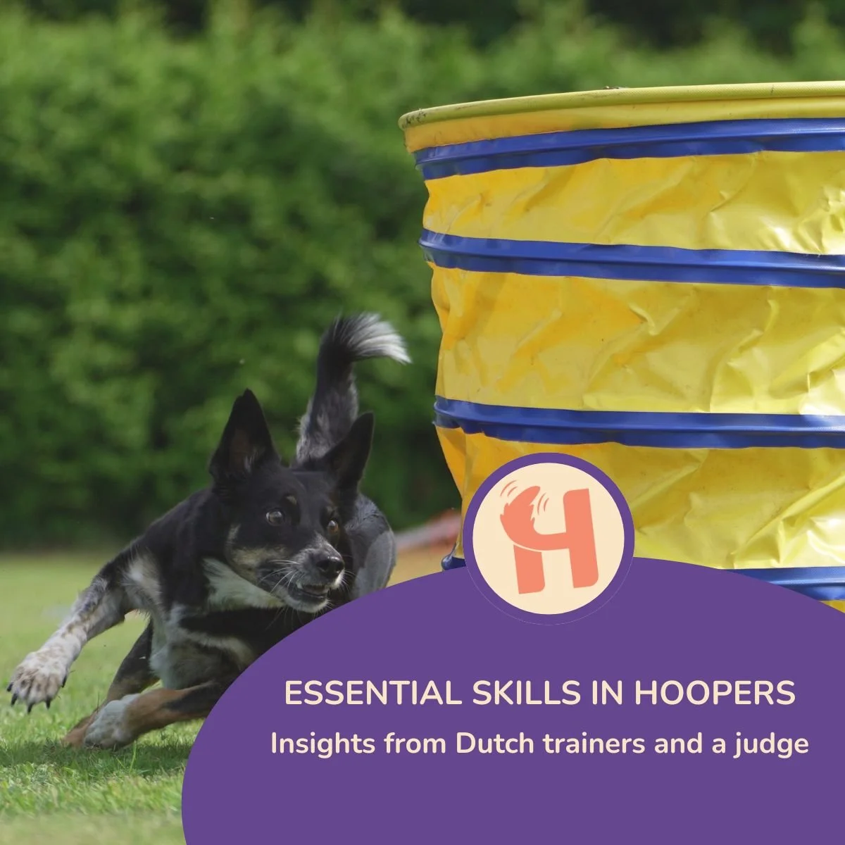 Essential skills in hoopers: Insights from Dutch trainers and a judge