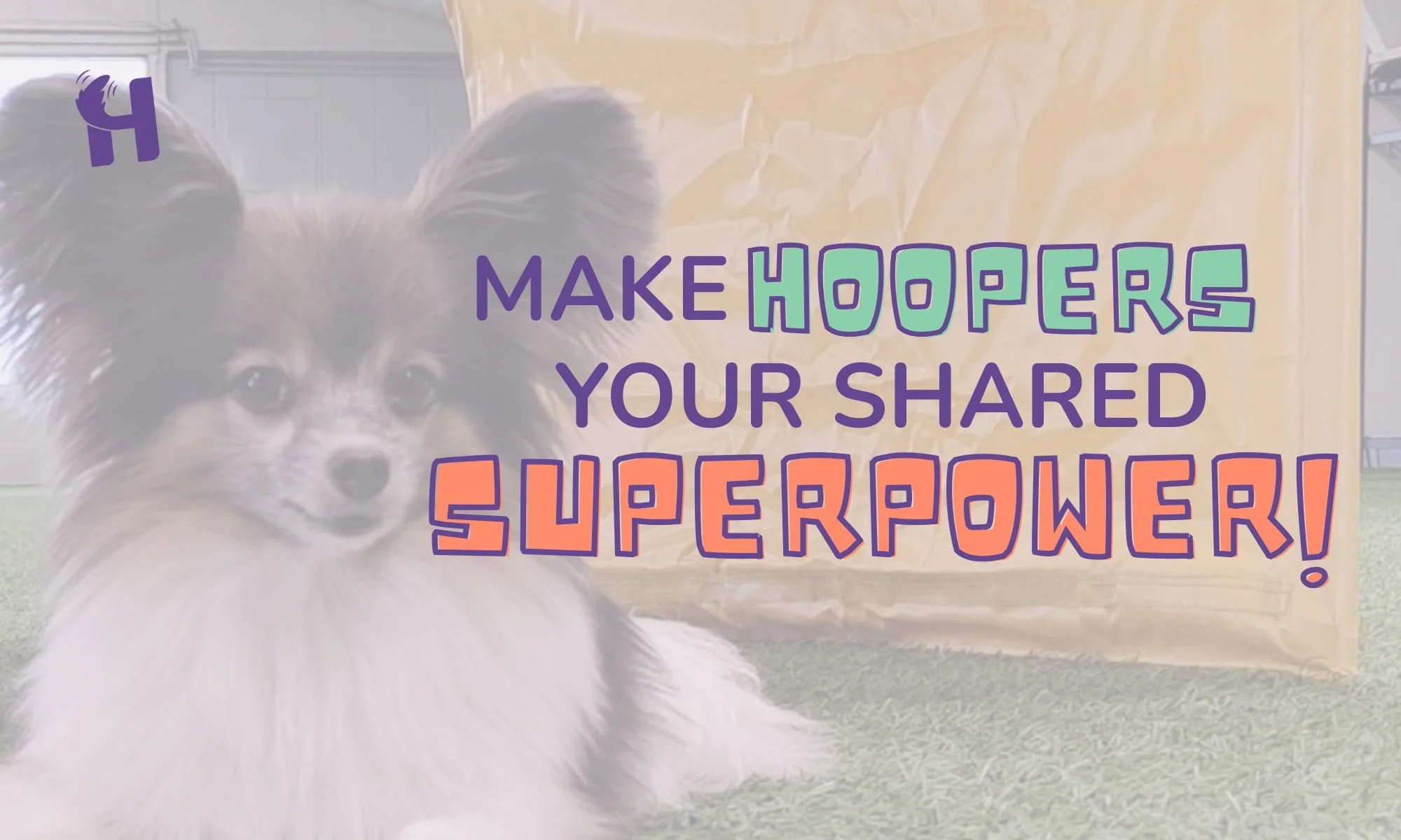 Can a small dog be a big hoopers star? Inka and Mimmi share their experiences in hoopers with x-small dogs