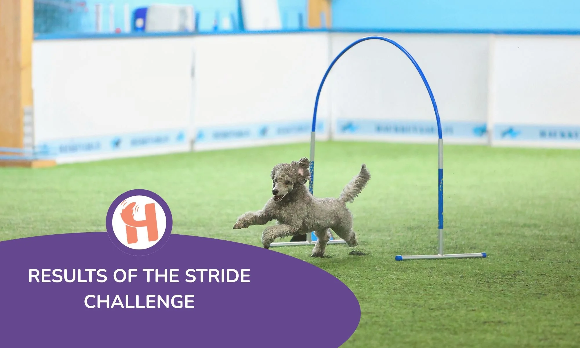 Results of the Stride Challenge - What did we learn about how dogs move?
