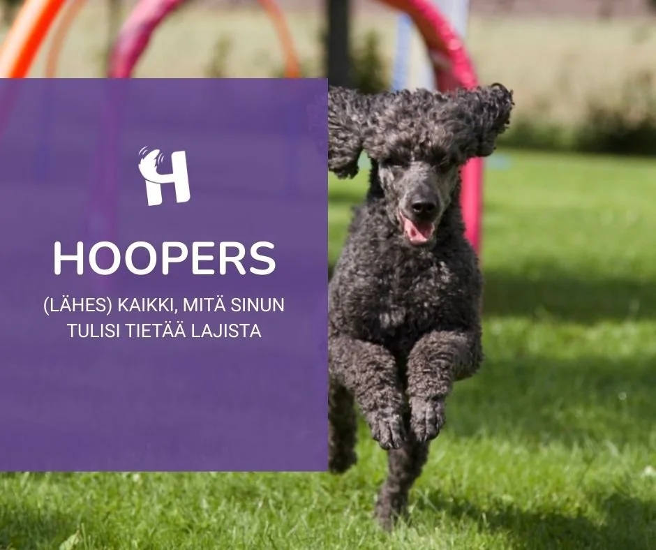 Hoopers - (lähes) kaikki, mitä sinun tulisi tietää lajista