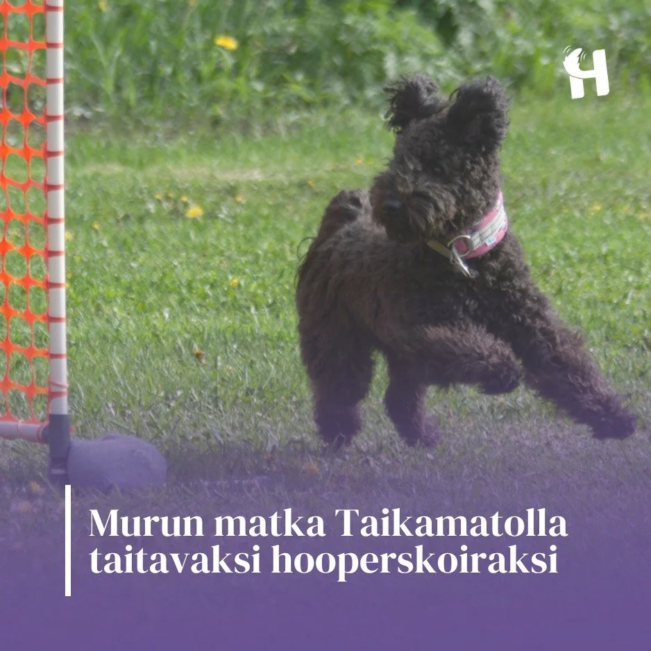 Murun matka Taikamatolla taitavaksi hooperskoiraksi