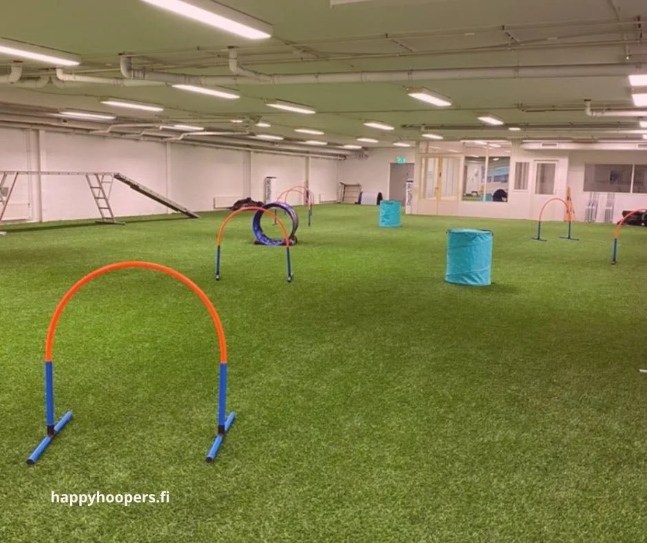 Monessa hallissa harrastetaan myös agilitya hoopersin lisäksi.