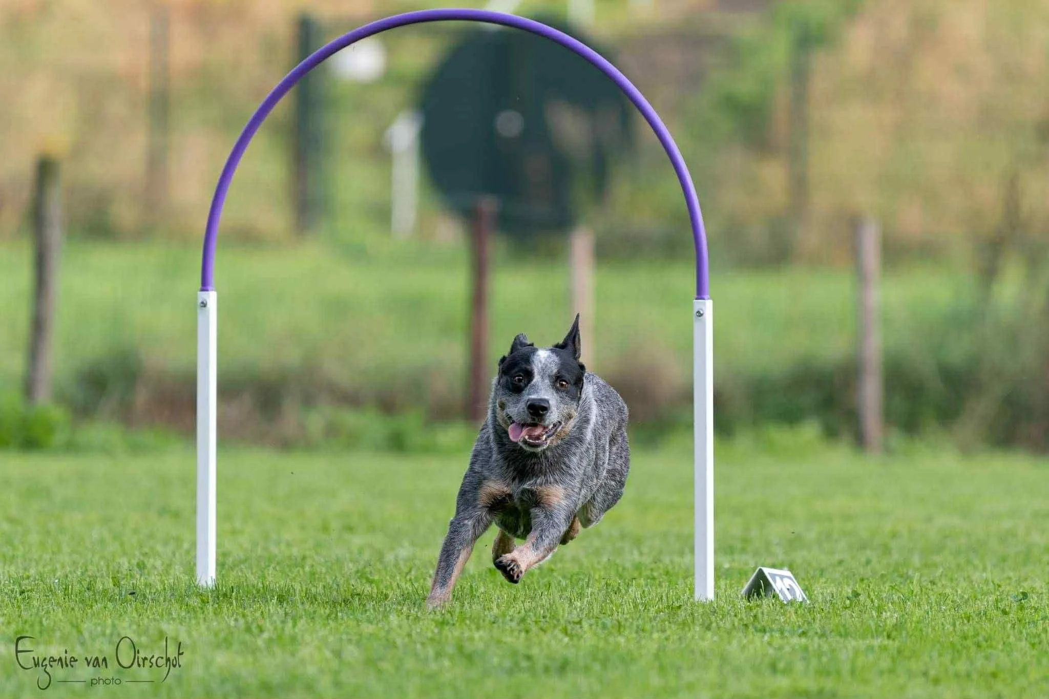 Joa, a Cattle Dog, training hoopers.