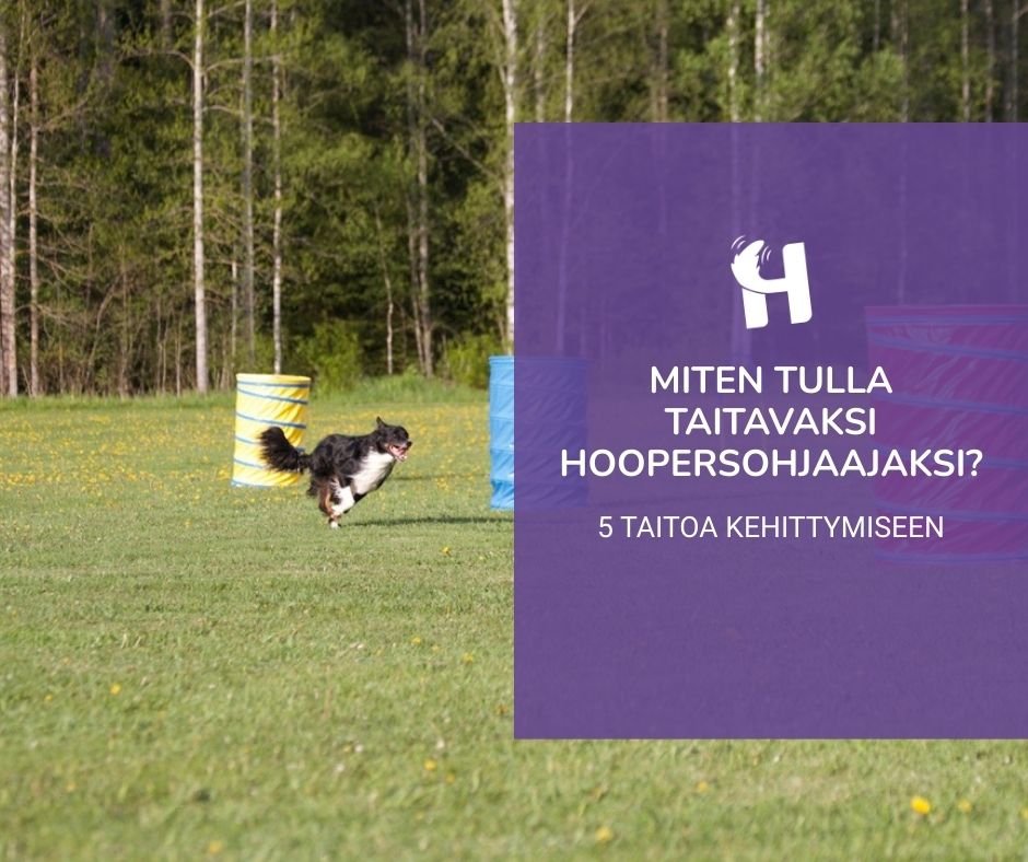 Koira juoksee hooperskentällä