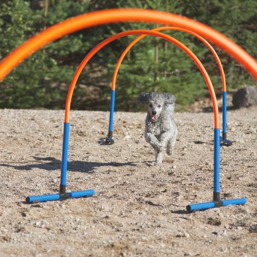 Villakoira hoopeilla hoopersradalla