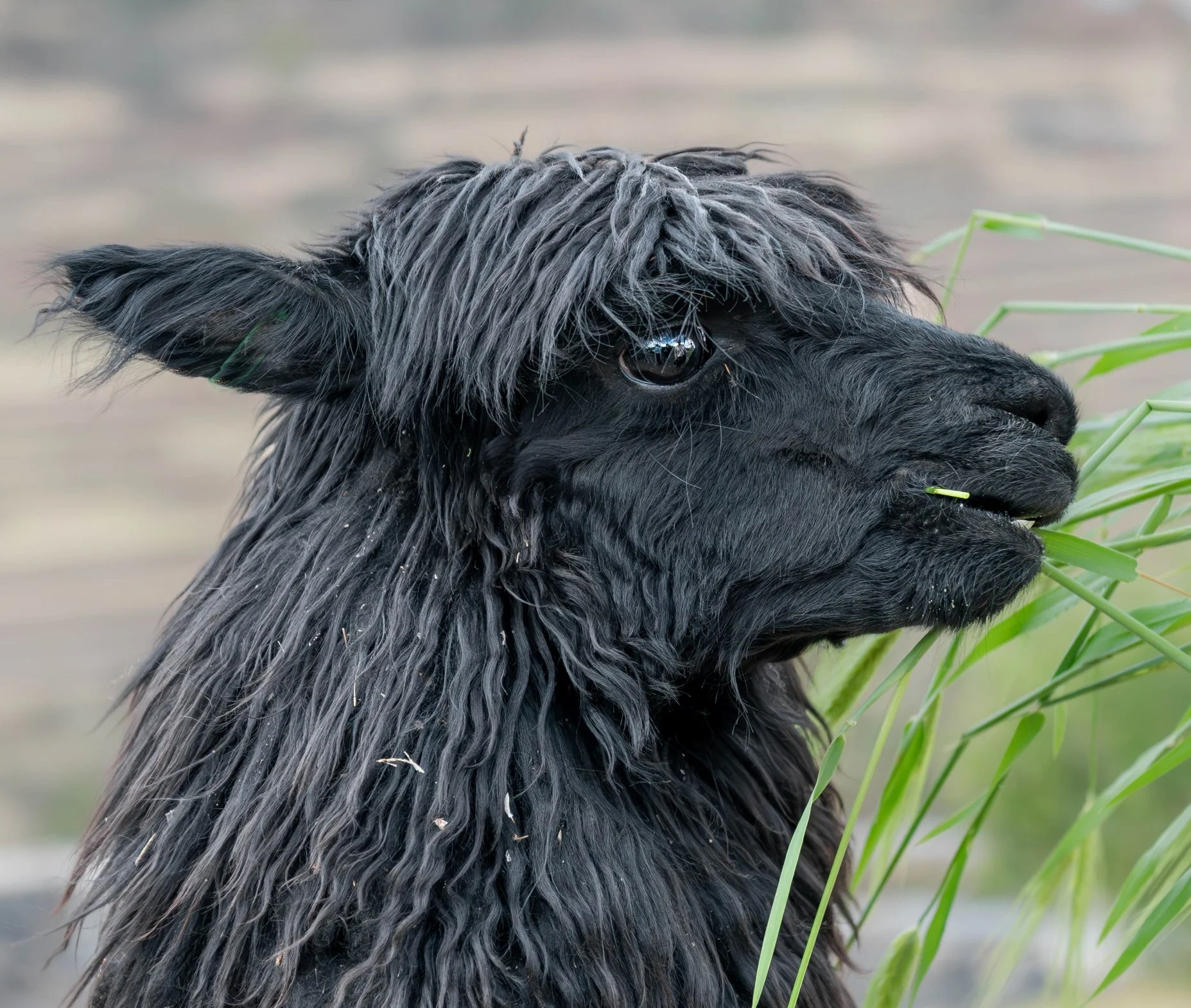 Black Llama