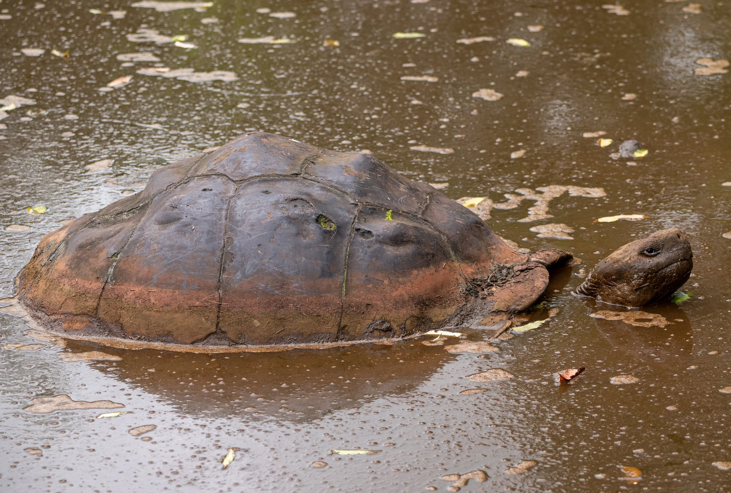 Giant Tortoise in the Cooling Pond