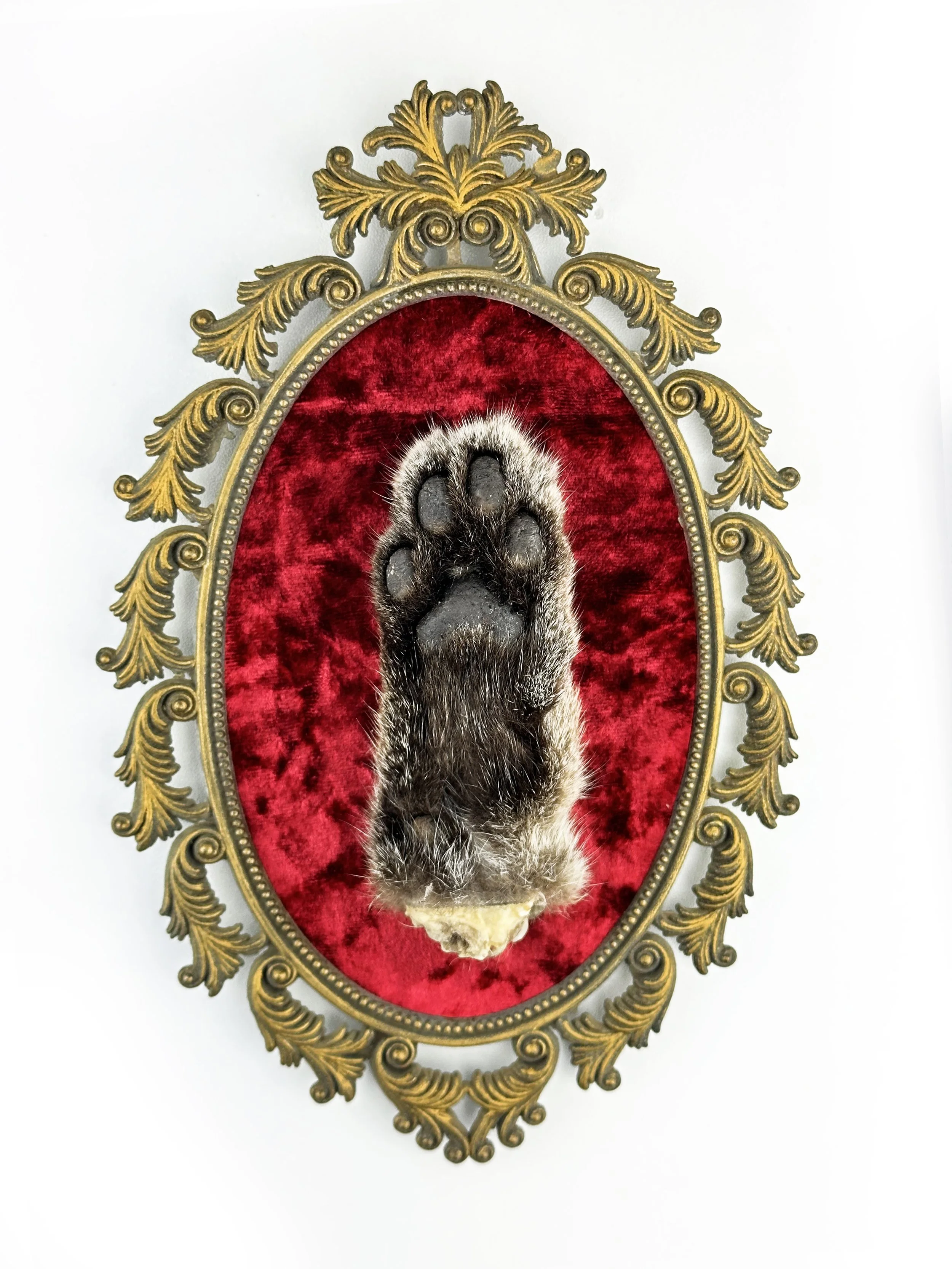 Framed Bobcat Paw framed-bobcat-paw