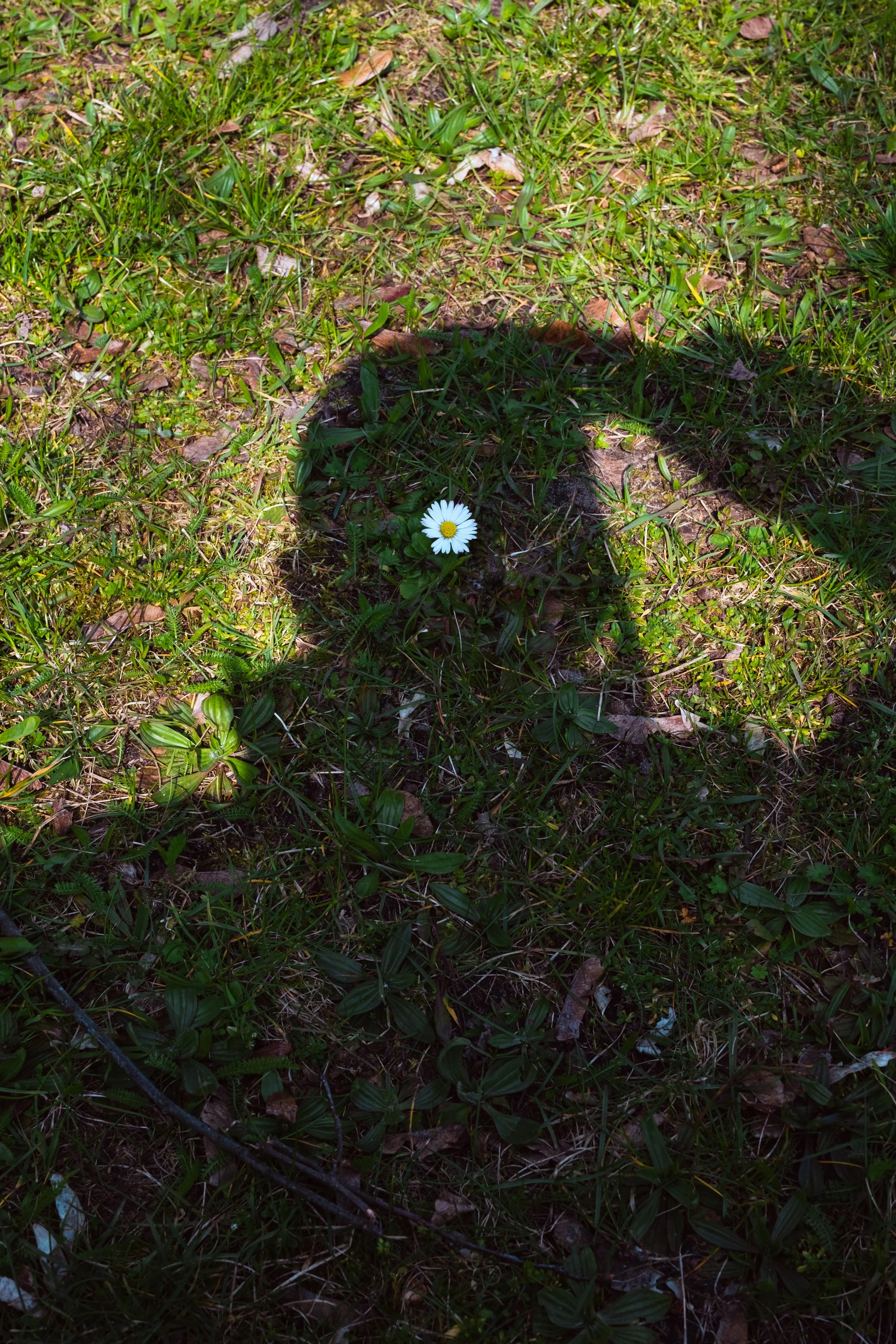 2023-APR-BERLIN-SELF PORTRAIT WITH DAISY-STREET-10-04-2023.jpg