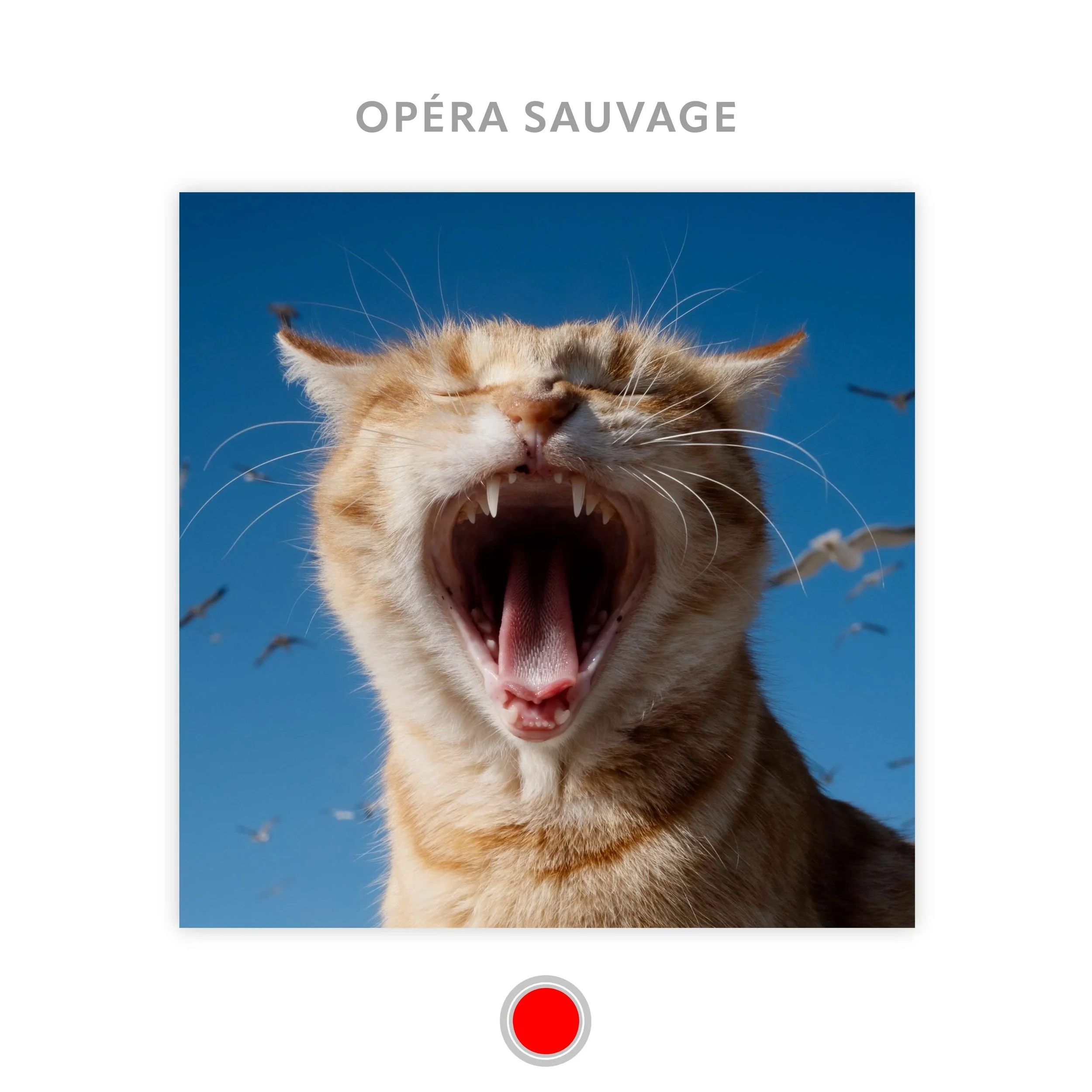 KB-COVER-OPERA.jpeg