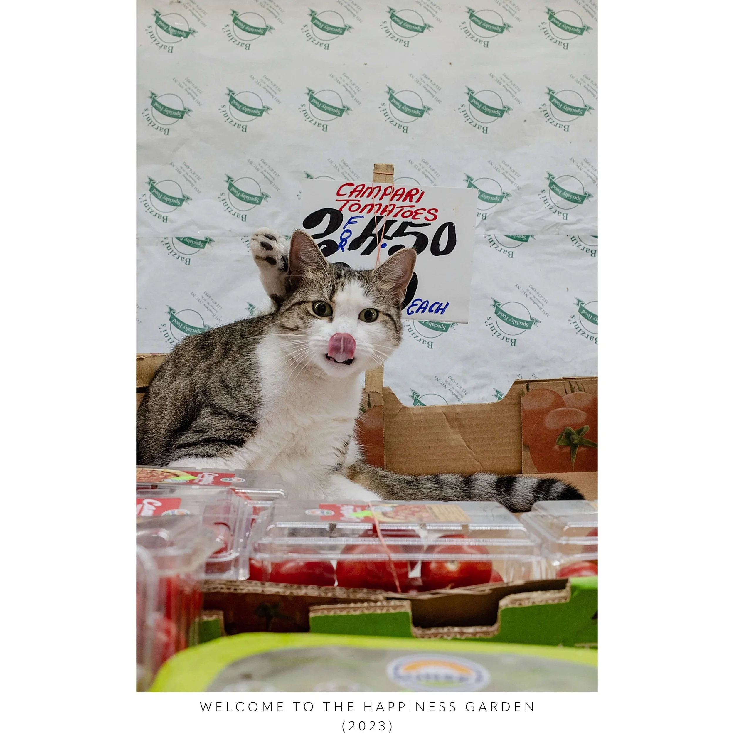 KGN WELCOME CAT.jpeg