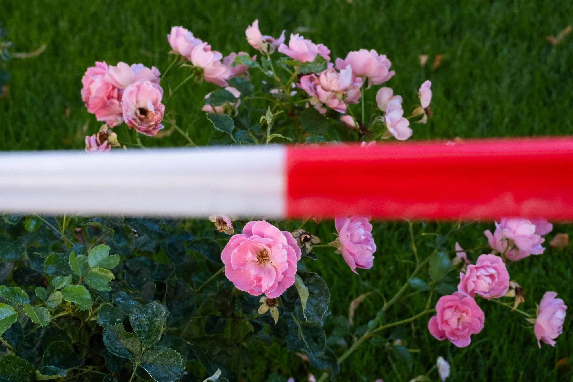 LONGTIMENOSEE-flower.jpg