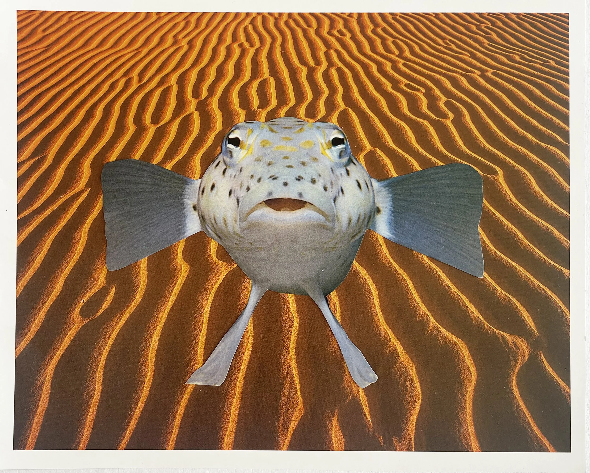 Desert Fish.jpg