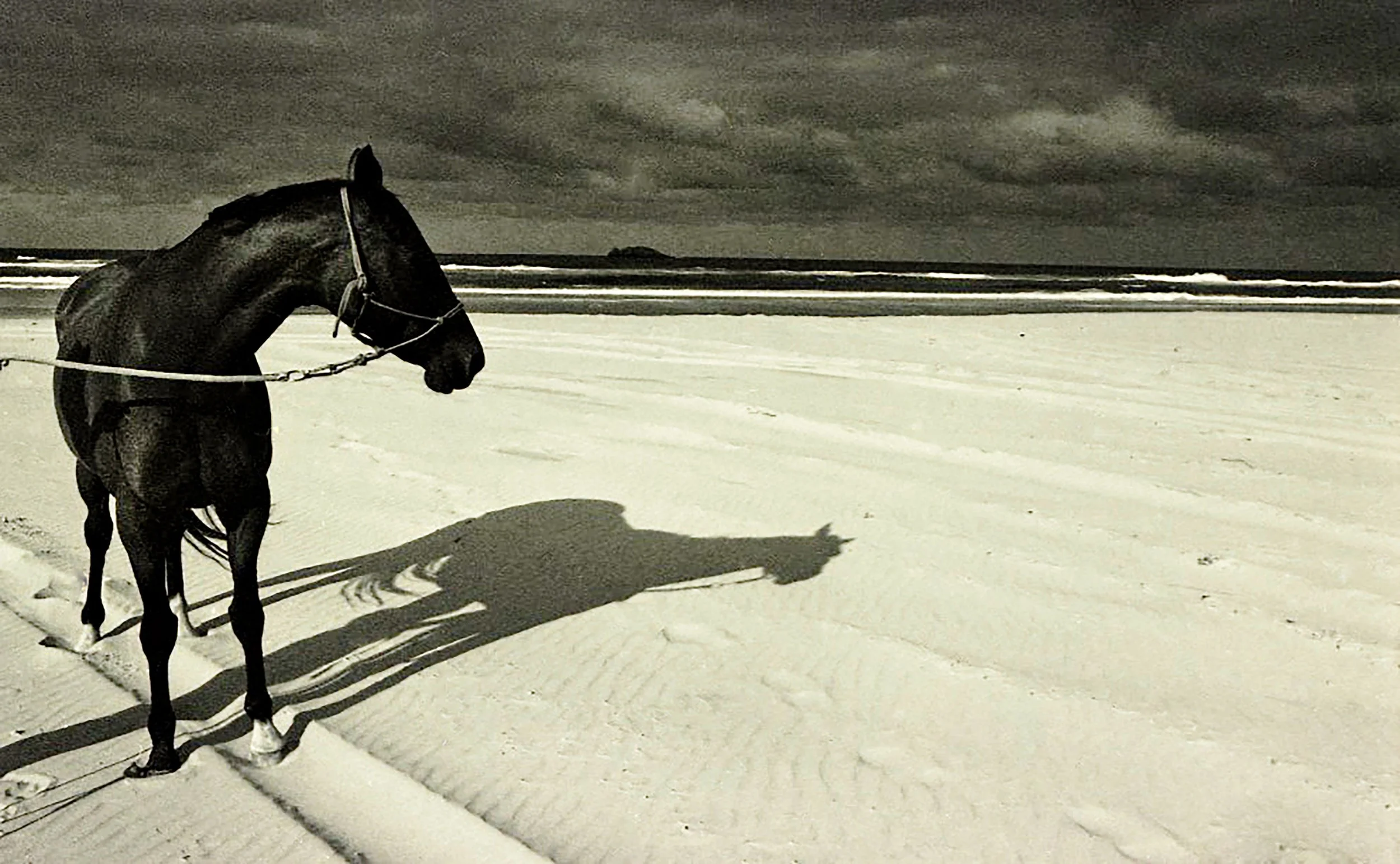 Horse at Hat Head.jpg