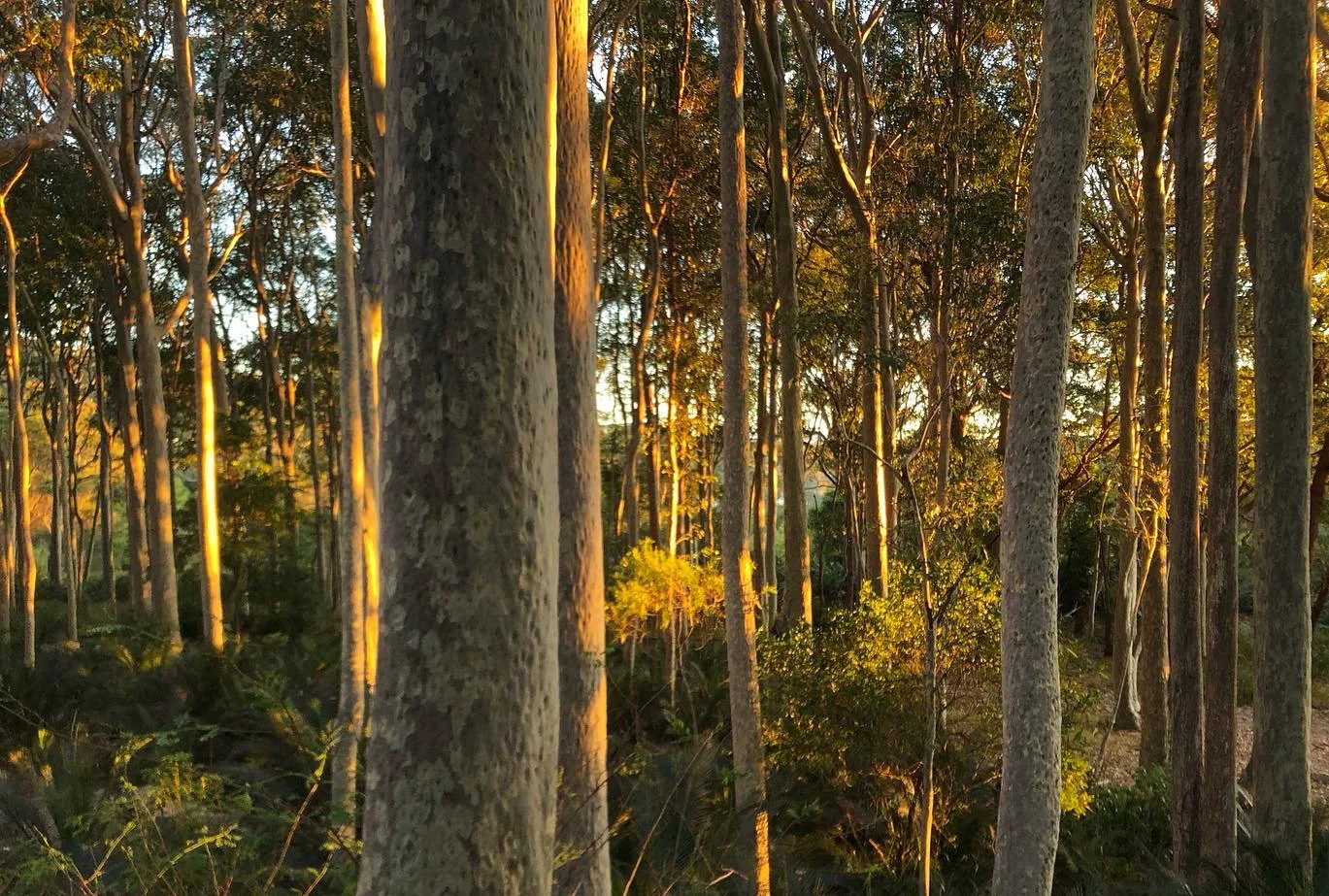 Through the Trees to Gulaga (Umbi Gumbi).jpg