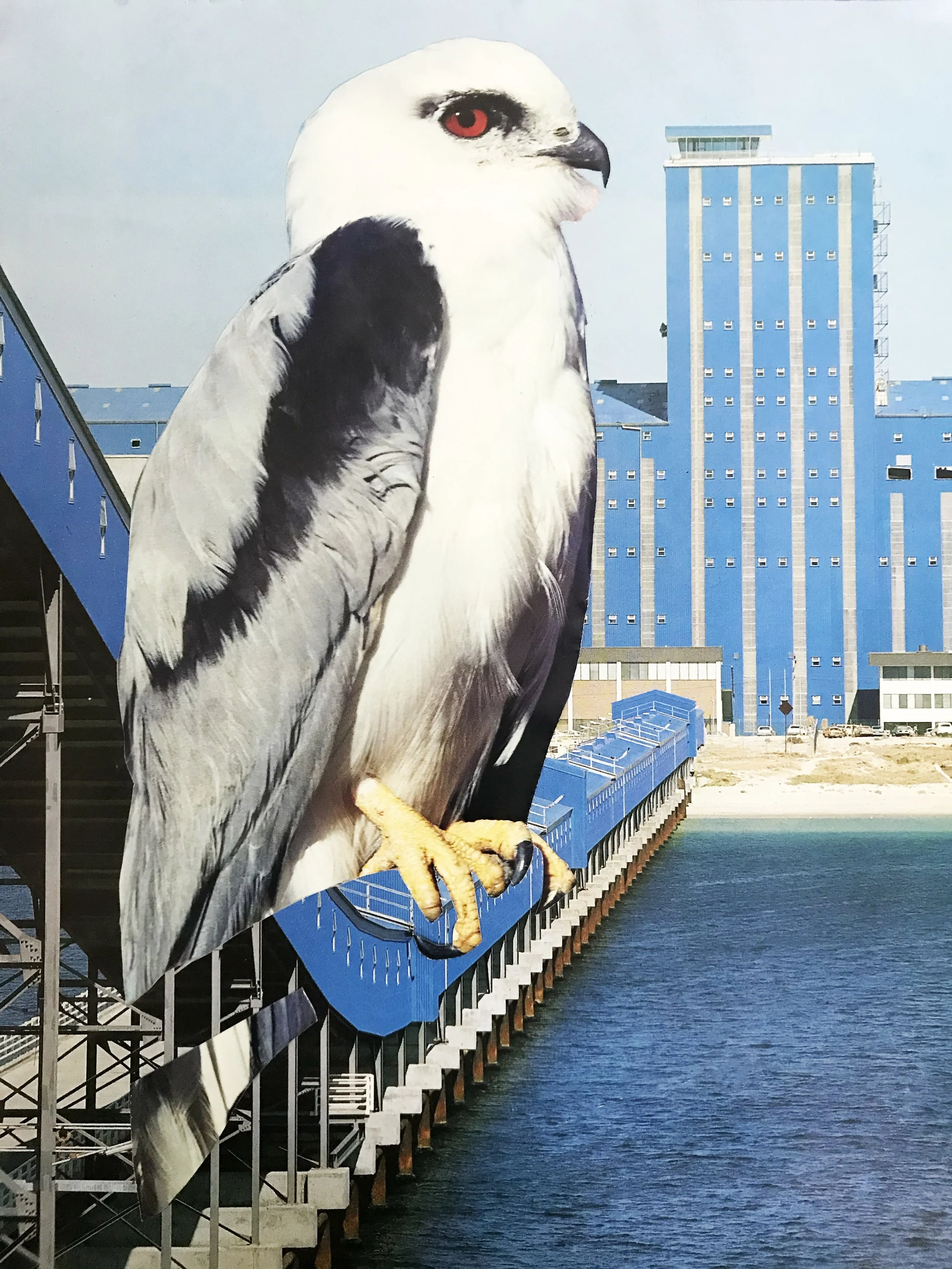 Peregrine Falcon.jpg