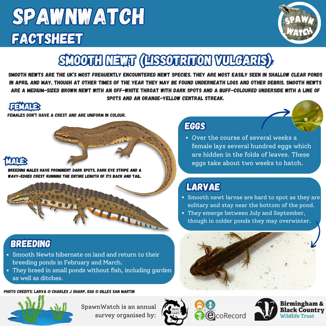 Have you taken part in #spawnwatch yet? All we need is a photo of some #frog or #toad spawn and you can send the records to us using this link:

https://bbcwildlifetrust/Spawnwatch

You can help by providing valuable data to keep track on the amphibi