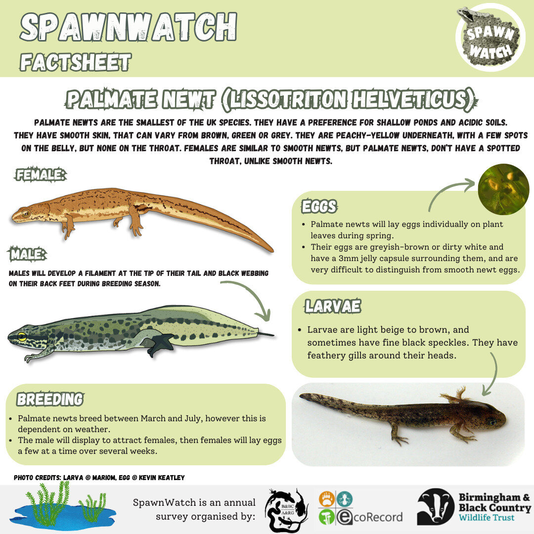 Have you taken part in #spawnwatch yet? 🐸 All we need is a photo of some #frog or #toad spawn and you can send the records to us using this link:

https://bbcwildlifetrust/Spawnwatch

You can help by providing valuable data to keep track on the amph