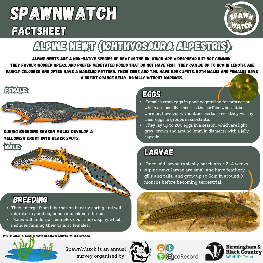 Have you taken part in #spawnwatch yet? 🐸 All we need is a photo of some #frog or #toad spawn and you can send the records to us using this link:

https://bbcwildlifetrust/Spawnwatch

You can help by providing valuable data to keep track on the amph