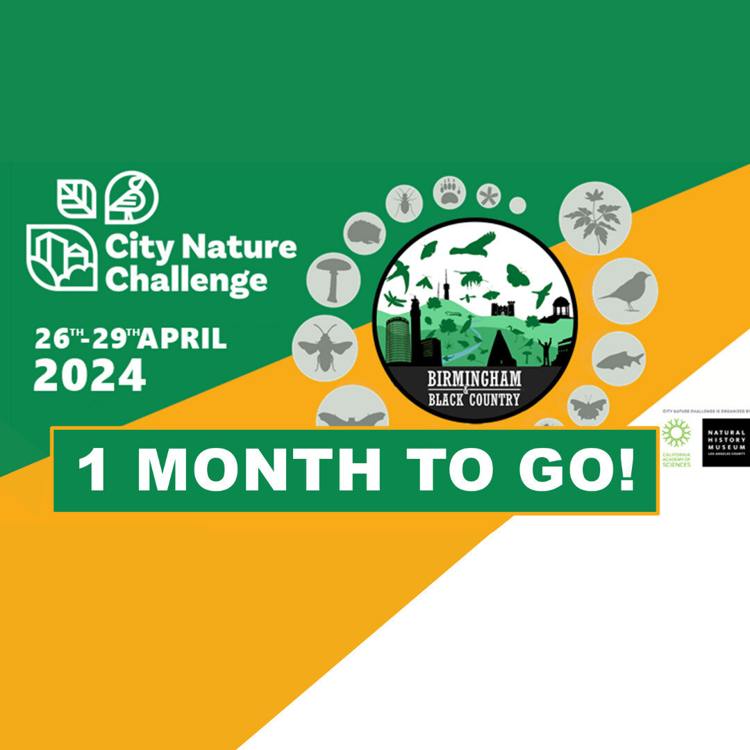 1 month to go until the 2024 #CityNatureChallenge
Birmingham and the Black Country will be one of over 500 areas worldwide taking part in the challenge, to see which area can spot the most wildlife over 4 days!

Read about how to take part here:
http